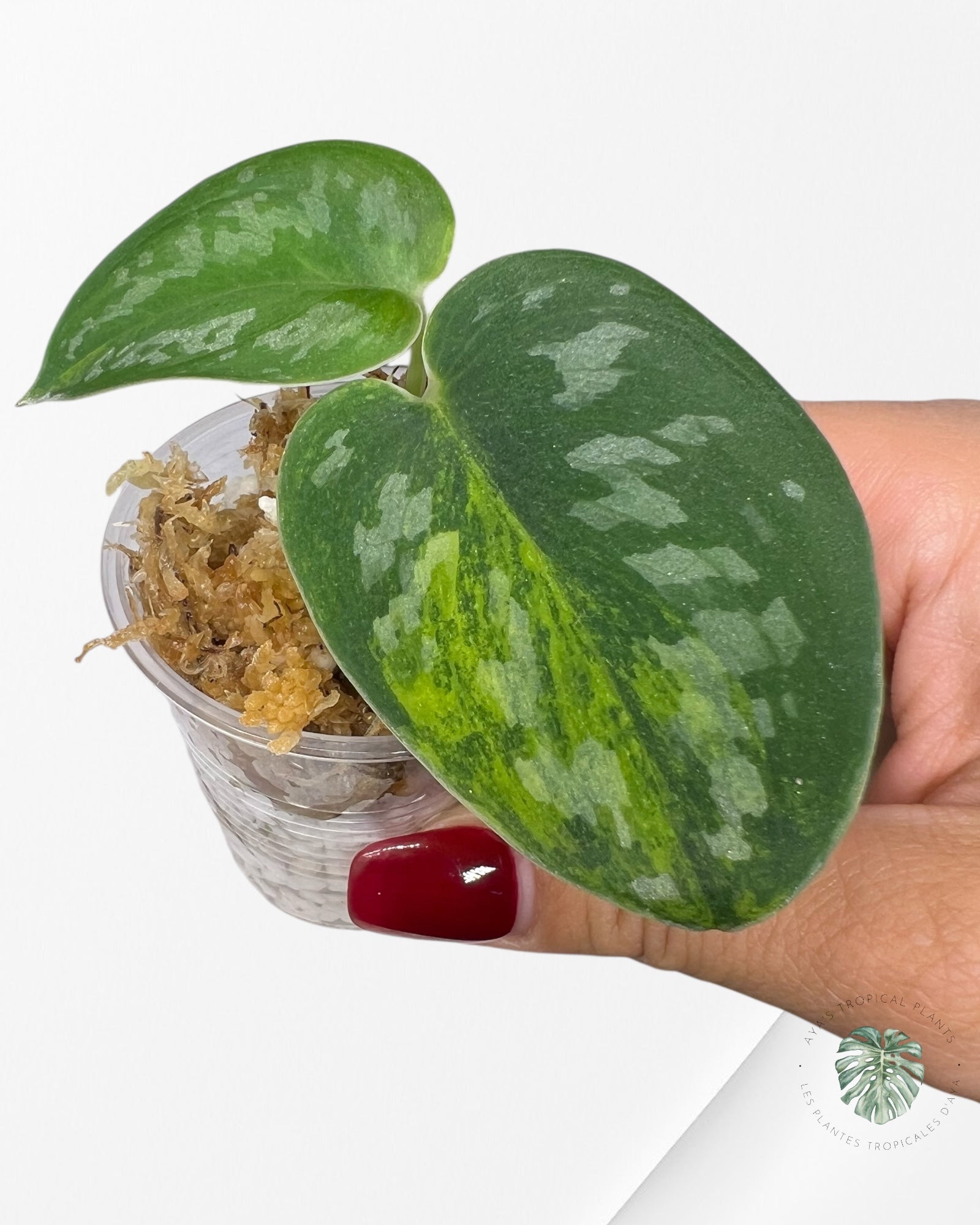 Diamant vert Scindapsus - SGD1