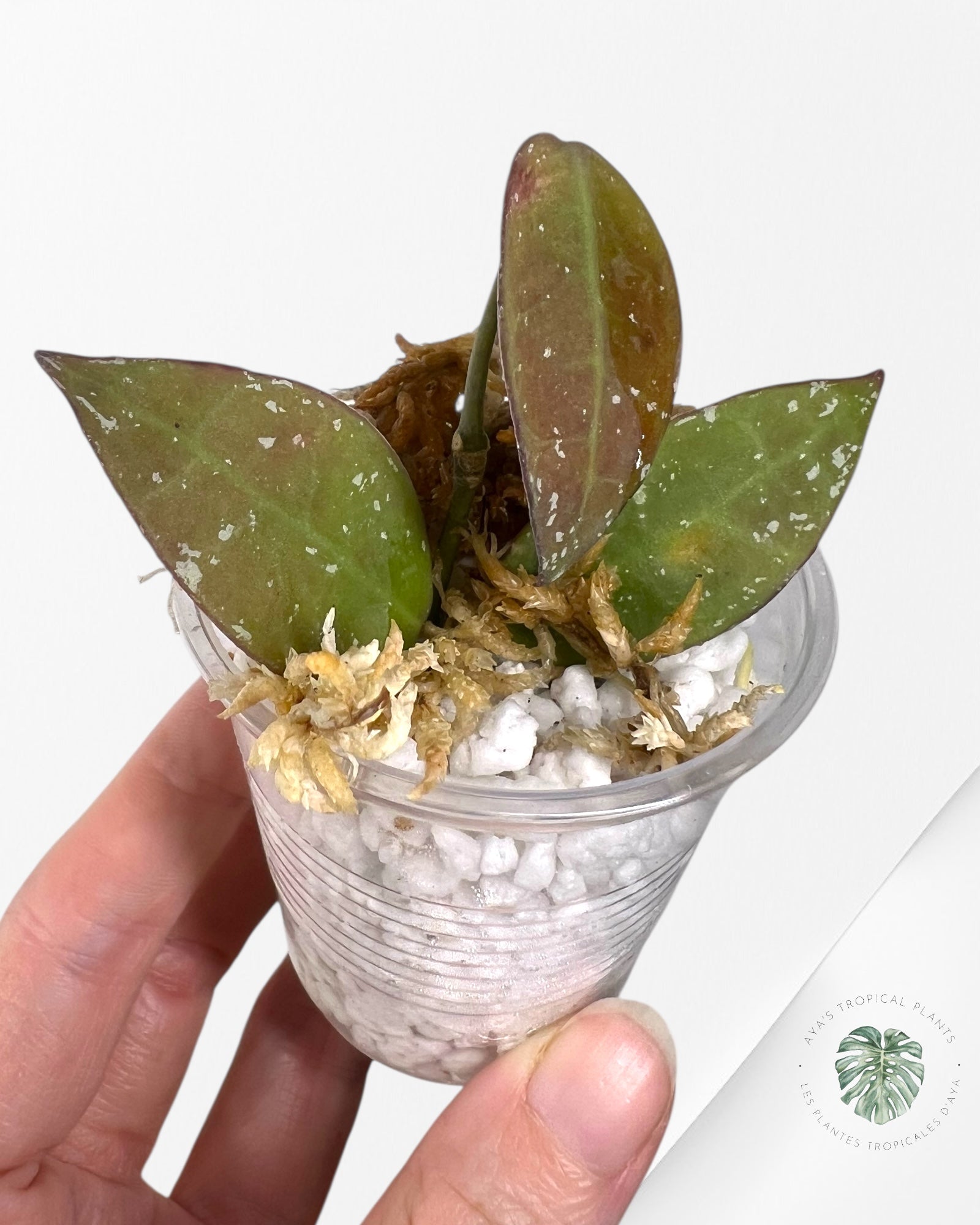 Hoya walliniana UT-152 - V2