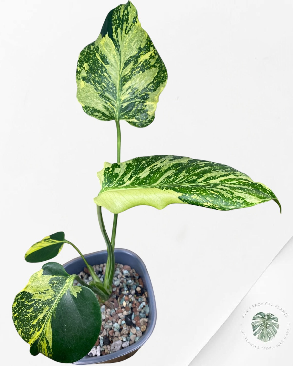 Monstera Deliciosa Electrolyte