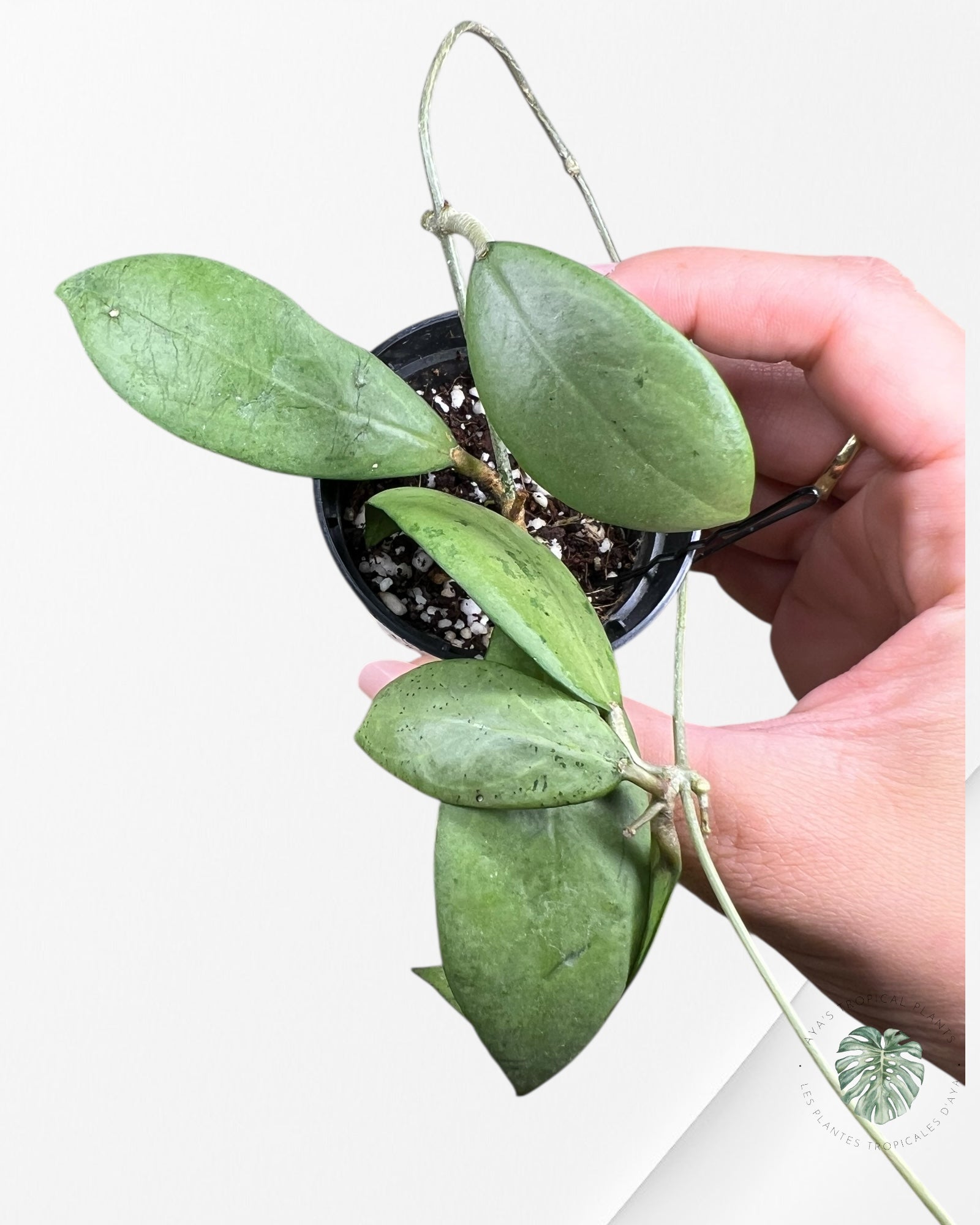 Hoya erythrostemma (Silver) - B1