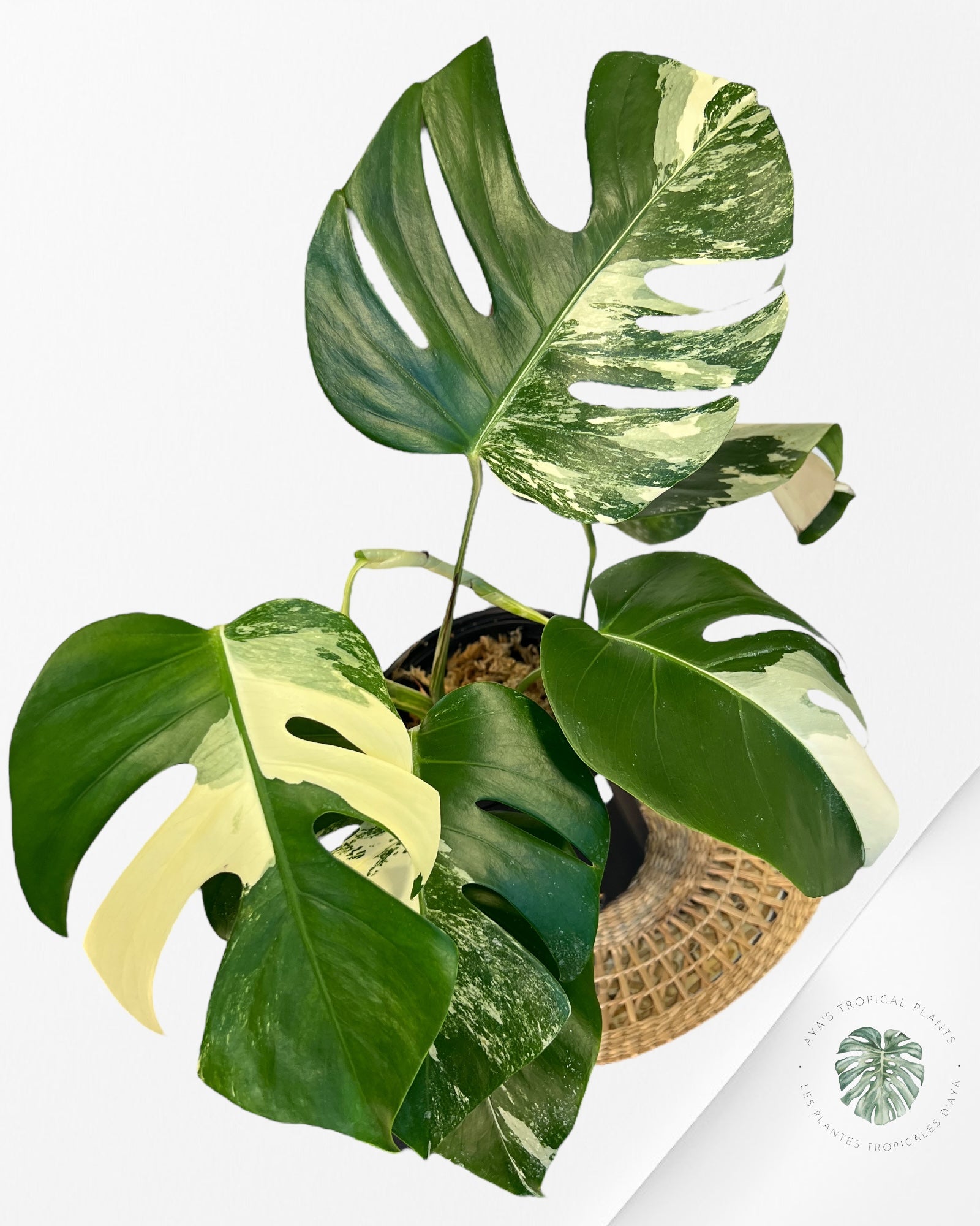 Monstera Borsigiana Albo-JA3