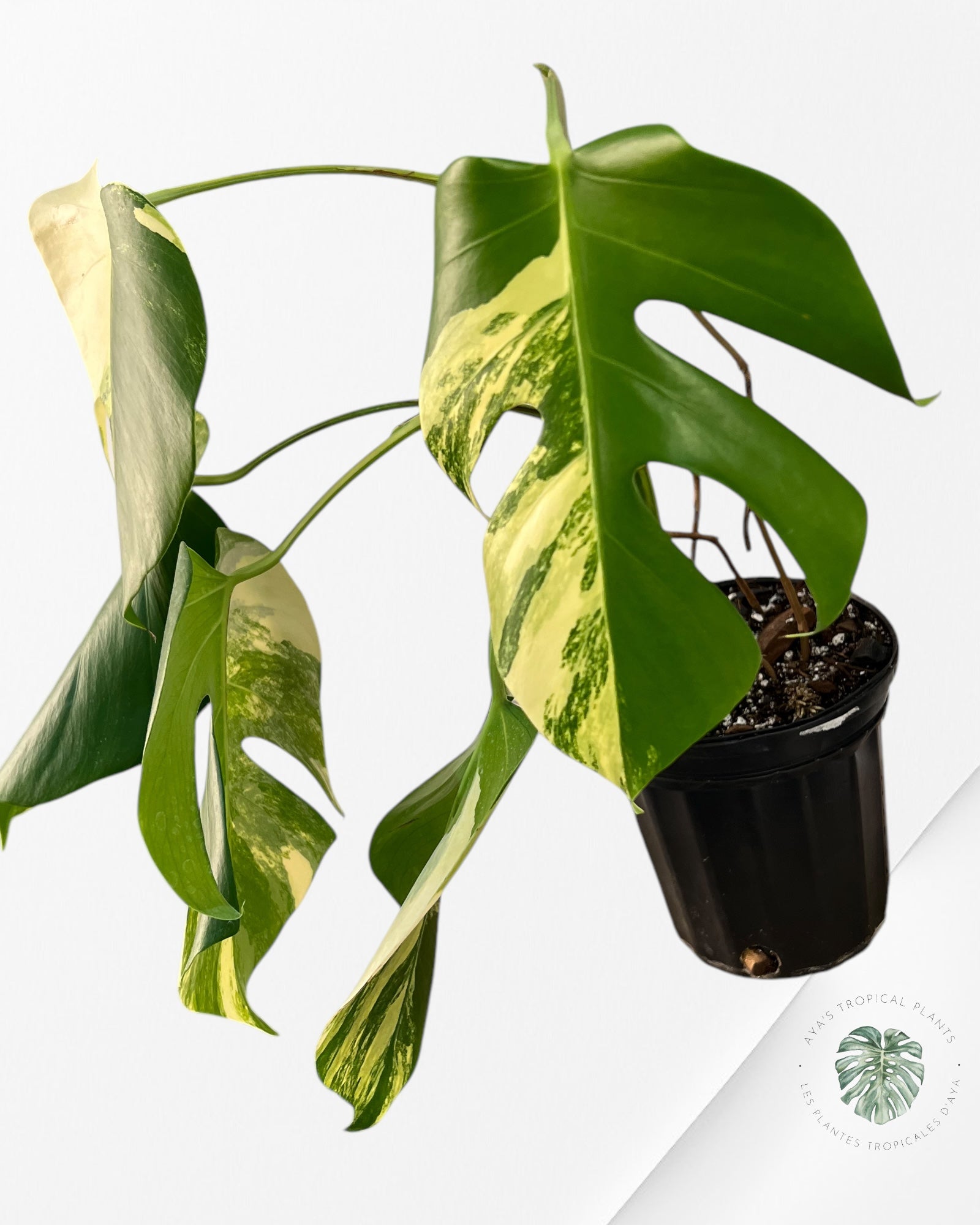 Monstera Aurea -JA11