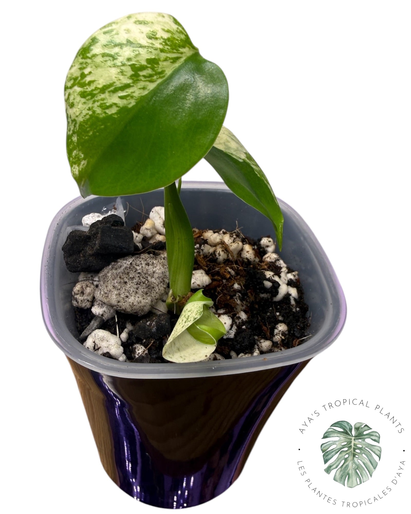 Monstera Deliciosa Starlight