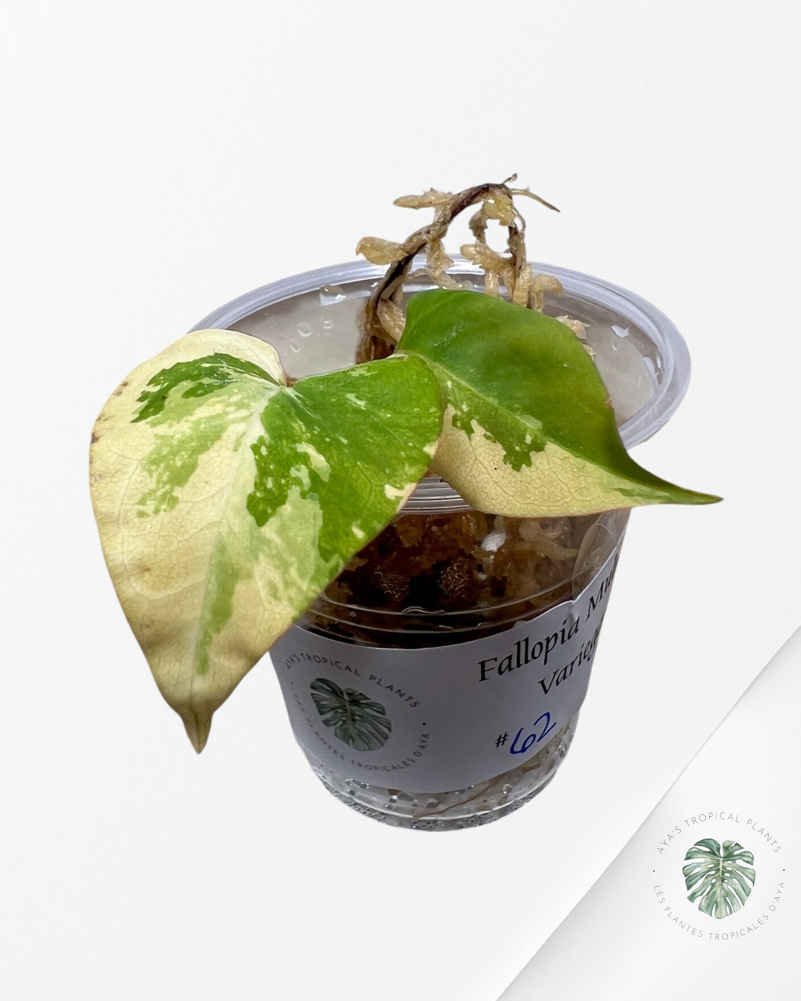 Fallopia multiflora Variegated - 62