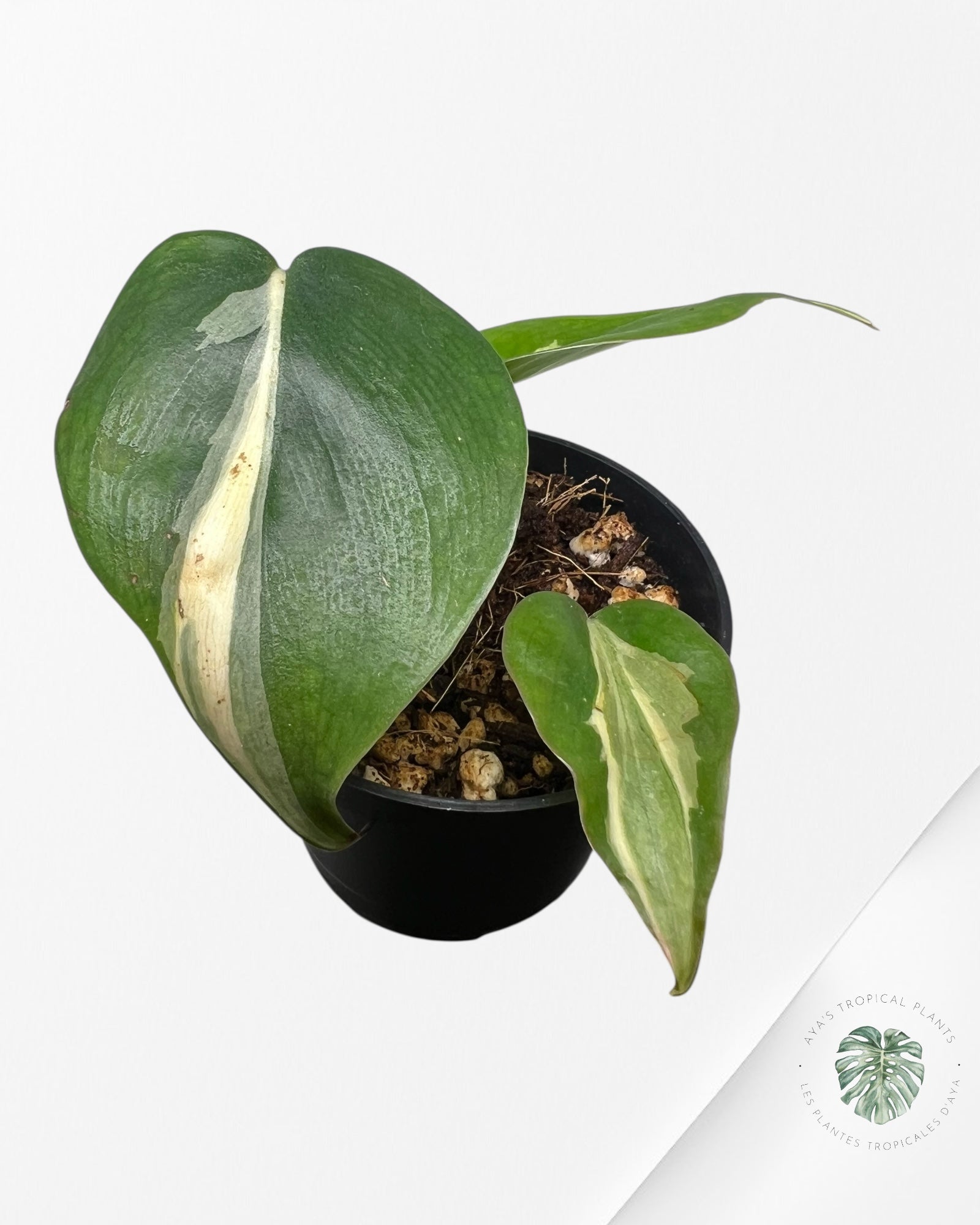 Philodendron Rio-2