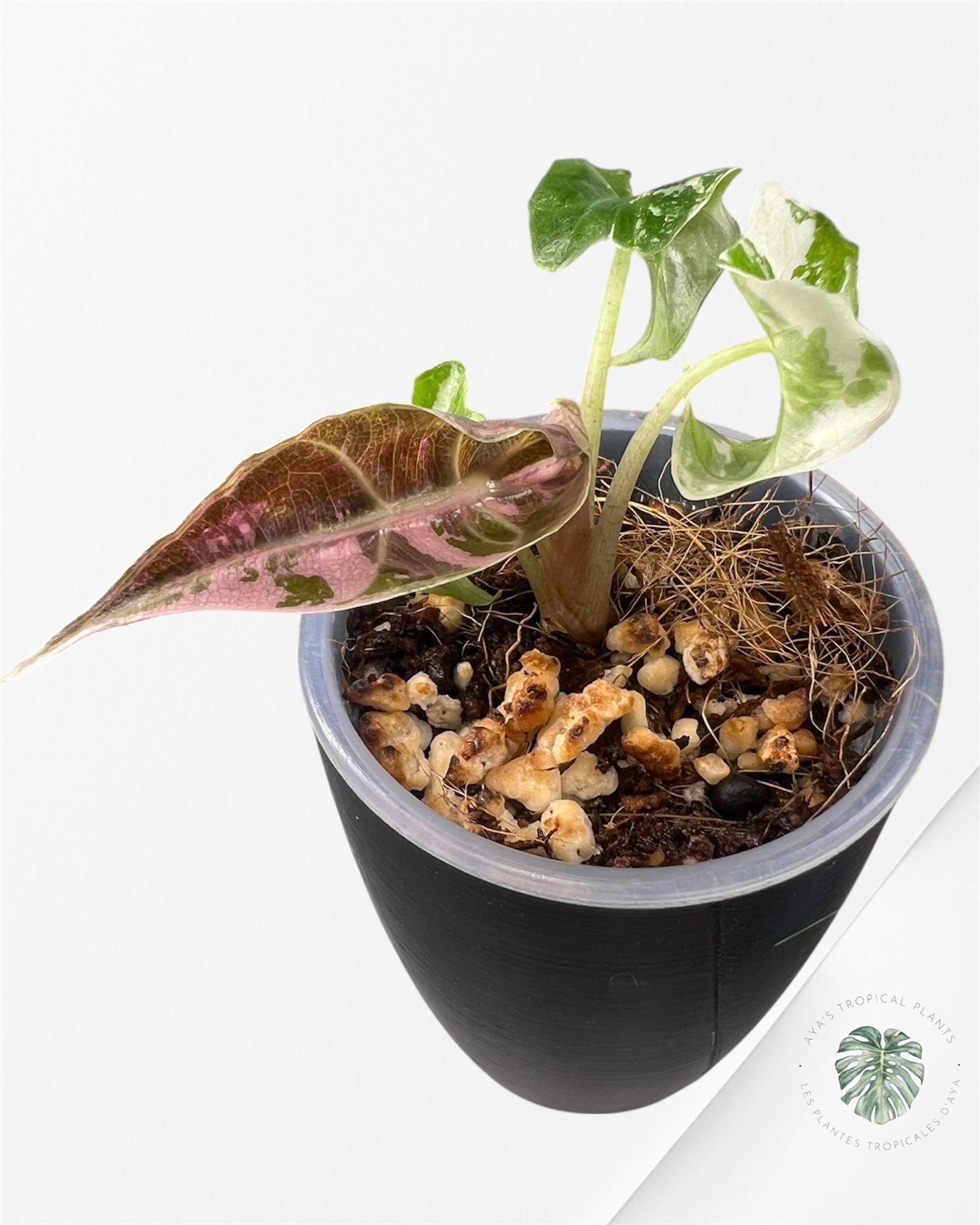 Alocasia Polly Pink Variegated