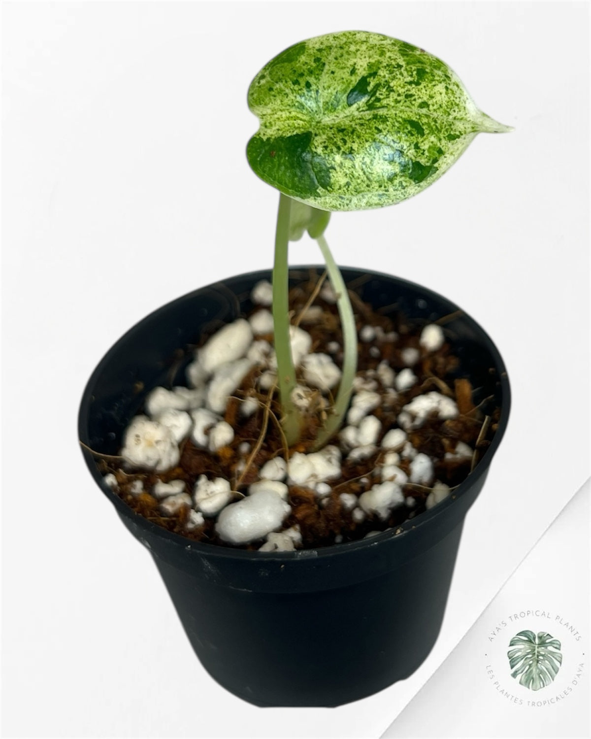 Alocasia Dragon Scale Mint -P48