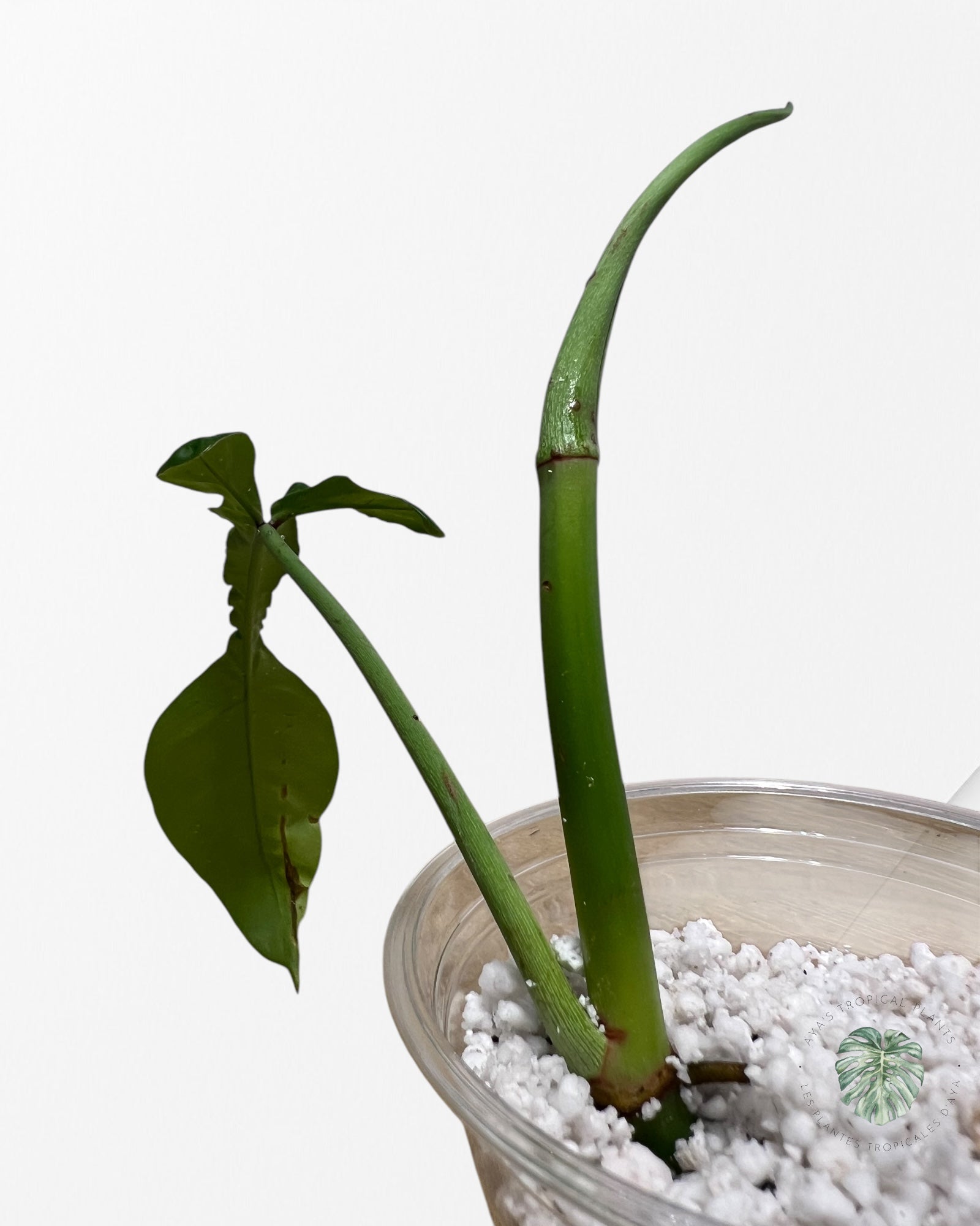 Philodendron JOEPii - B1