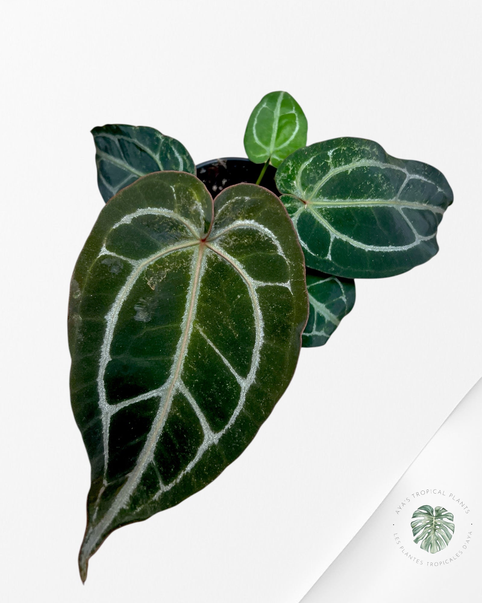 Anthurium Michelle - SA4