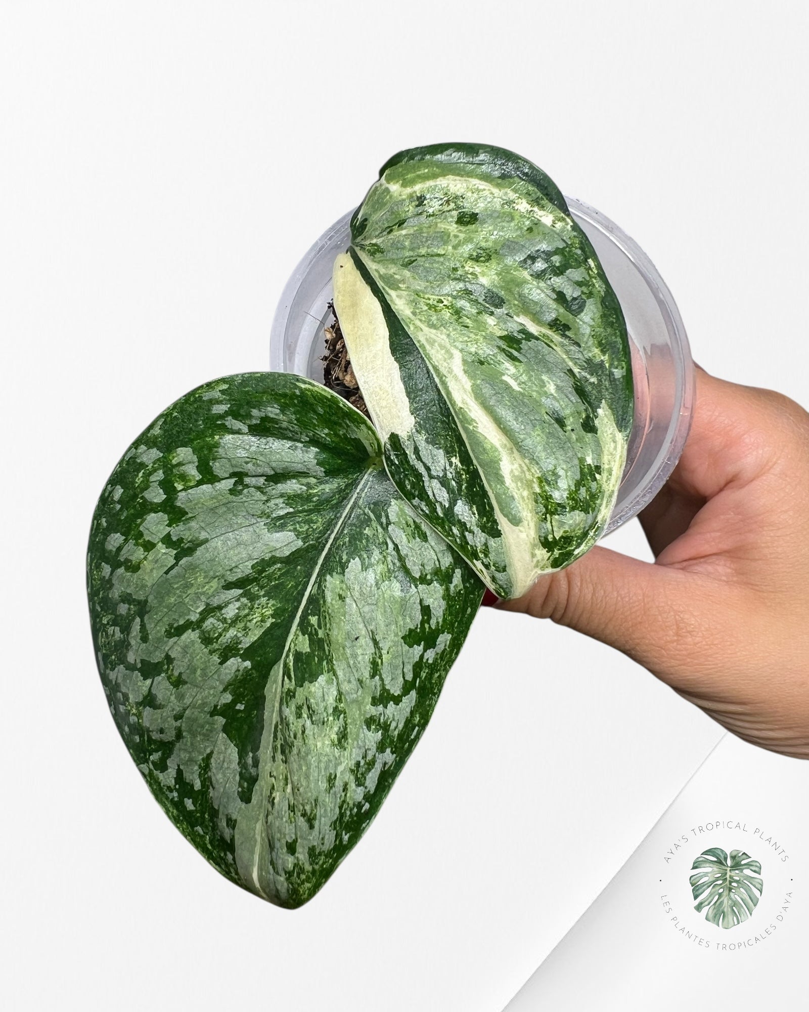 Scindapsus Exotica Tricolore - SET2