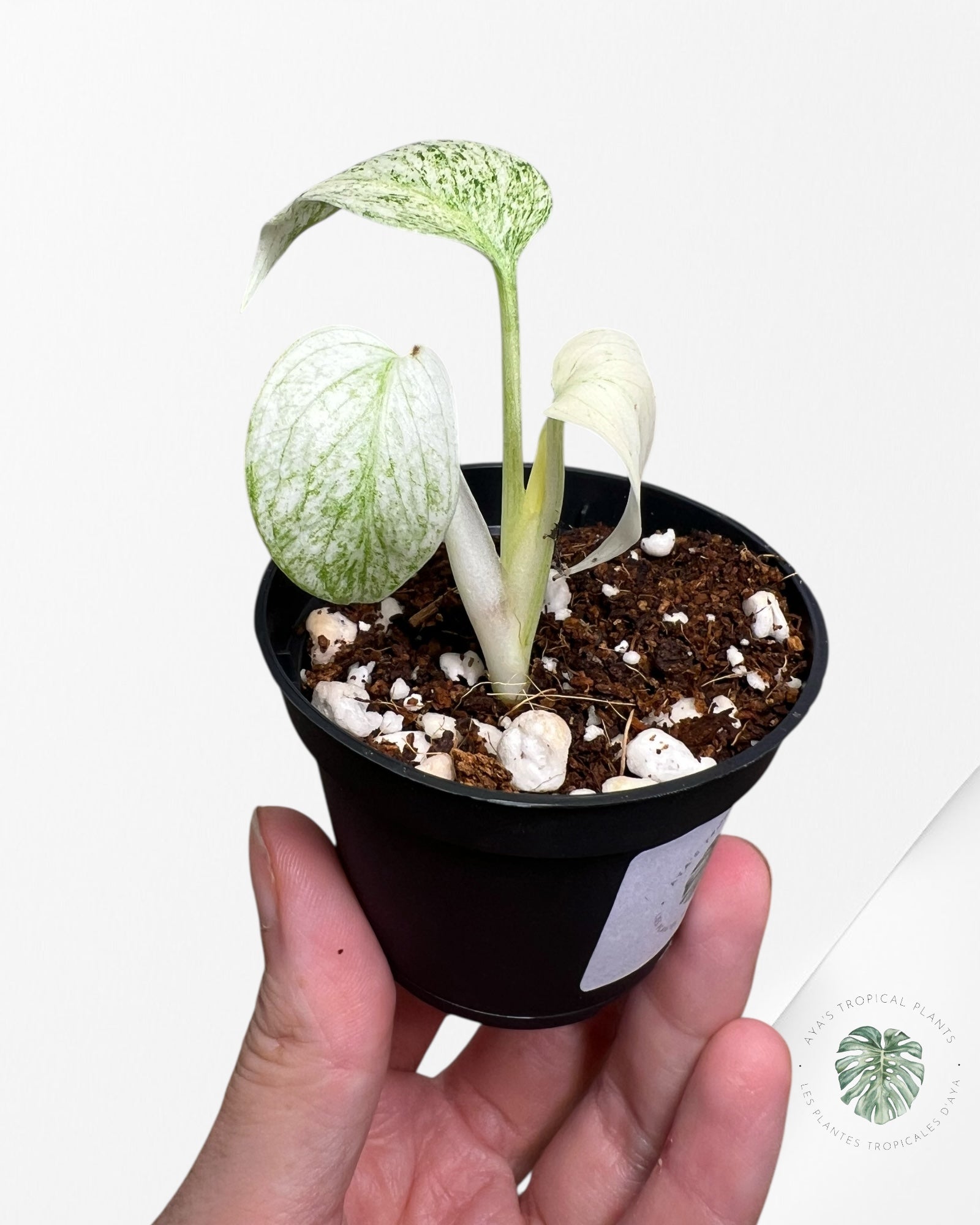 Monstera Full Mint - MFM3
