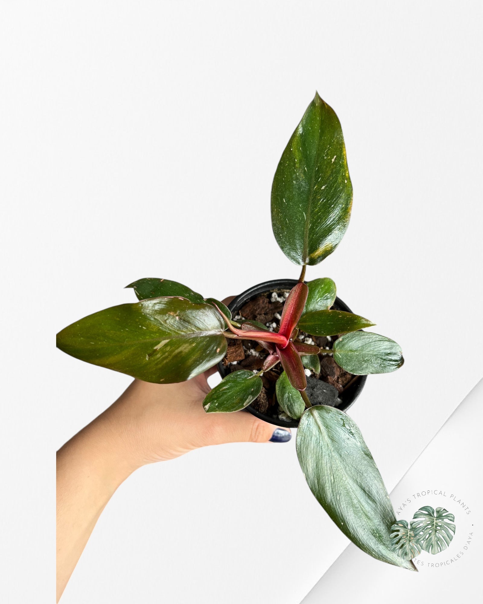 Philodendron Pink Princess Marble-PPM1