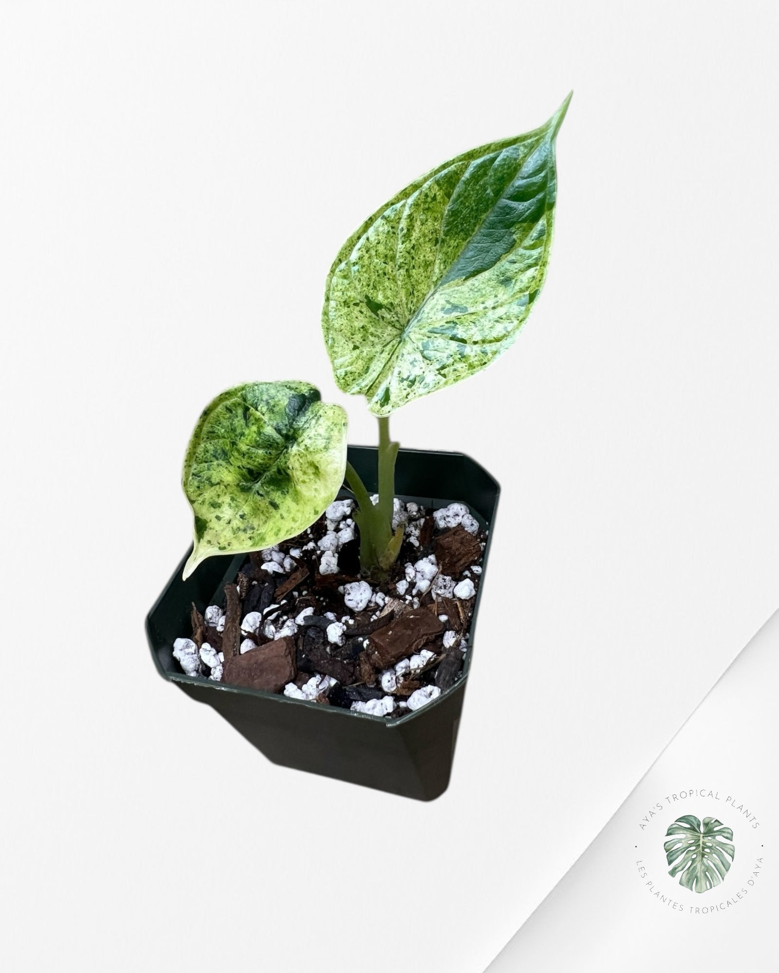 Alocasia Dragon Scale mint - PU92