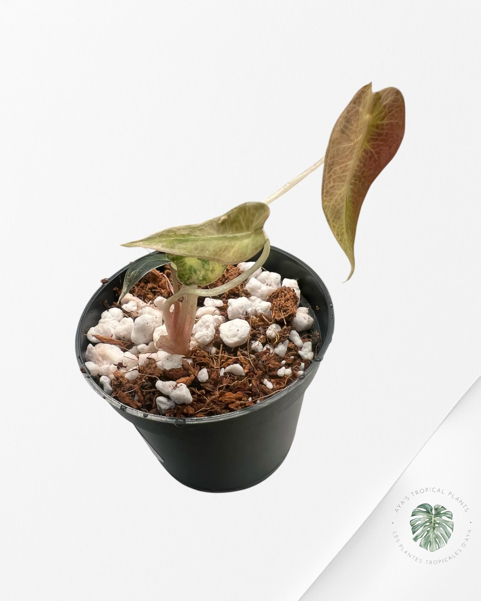 Alocasia Bambino Panaché (Aurea) - TC02