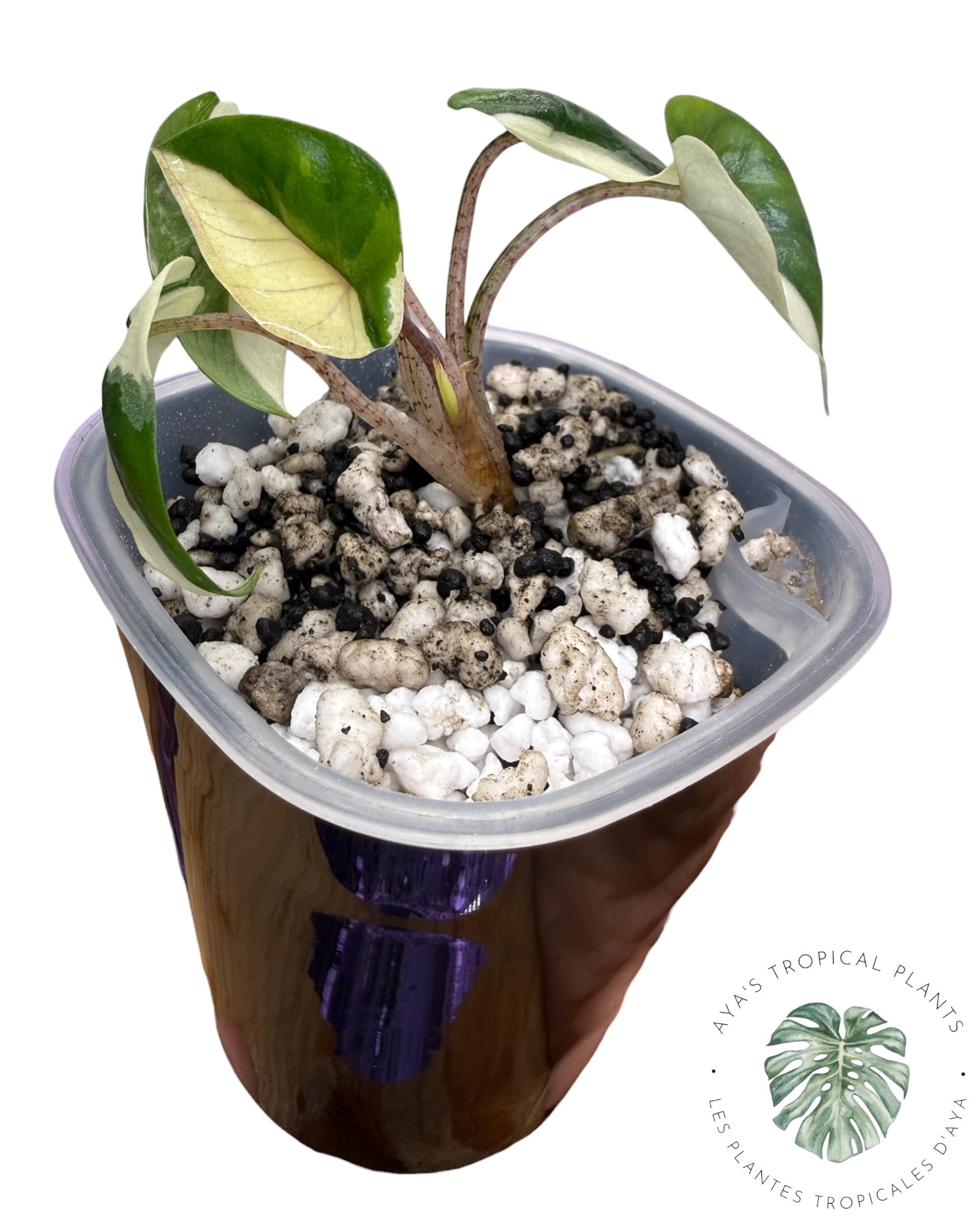 Alocasia Heterophylla Metallic Blue Albo