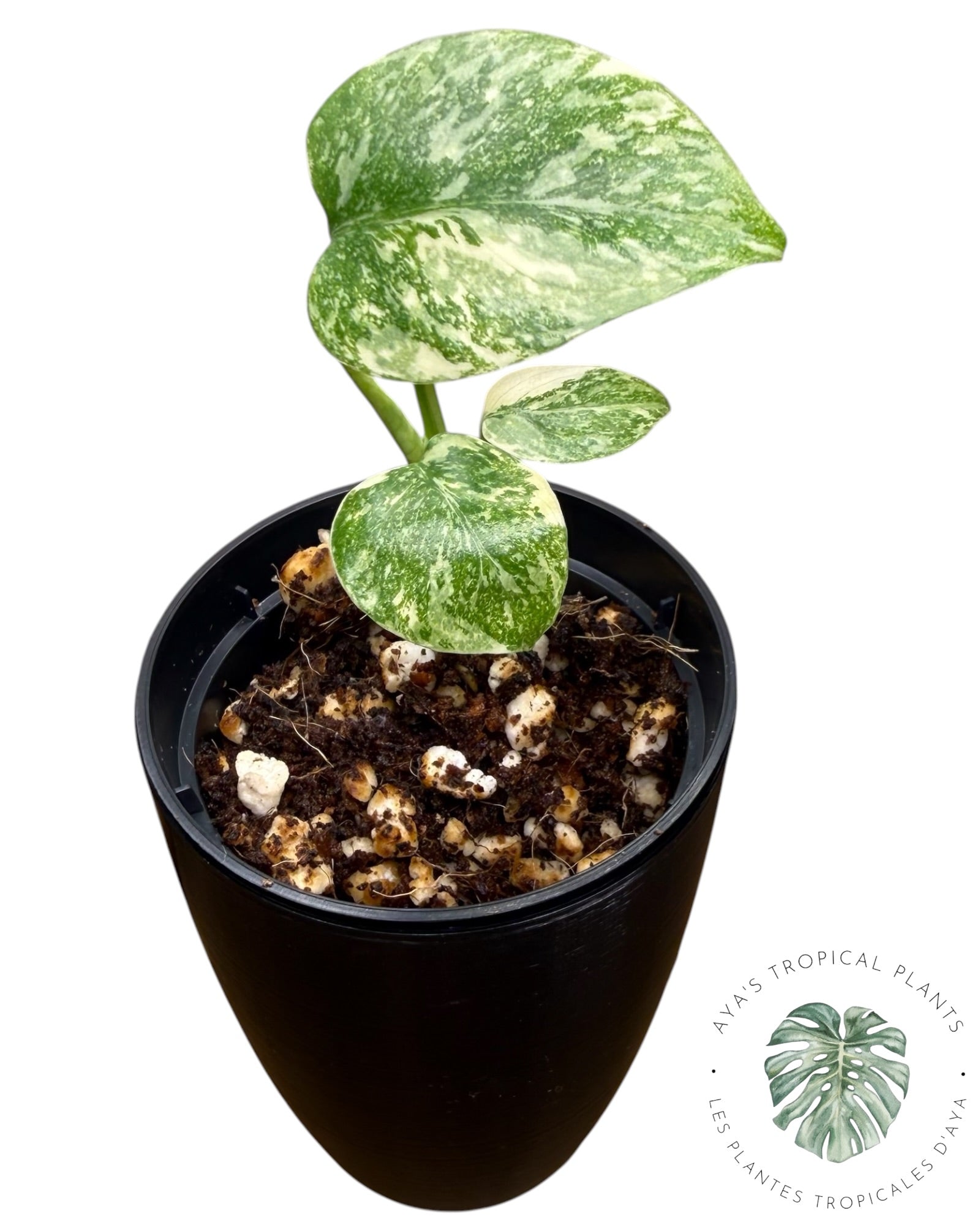 Monstera Thai Platinum