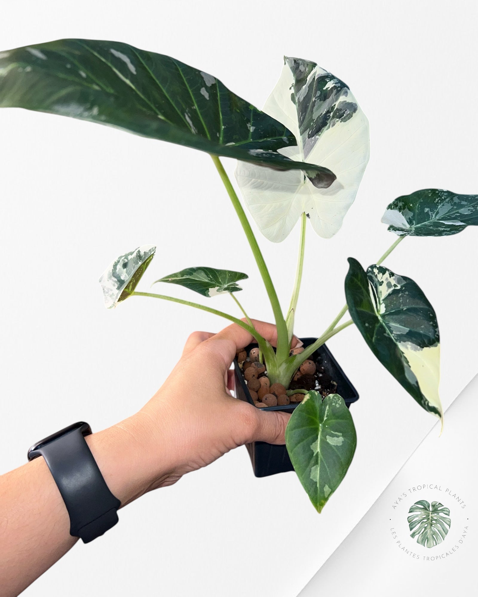 Alocasia Regal Shield Albo