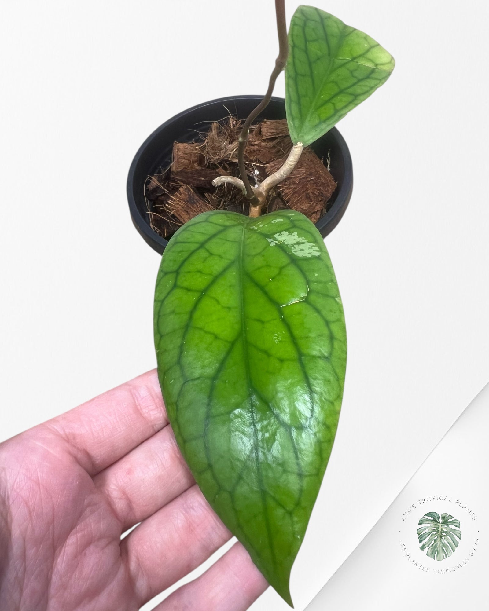 Hoya Vitellinoides - 1