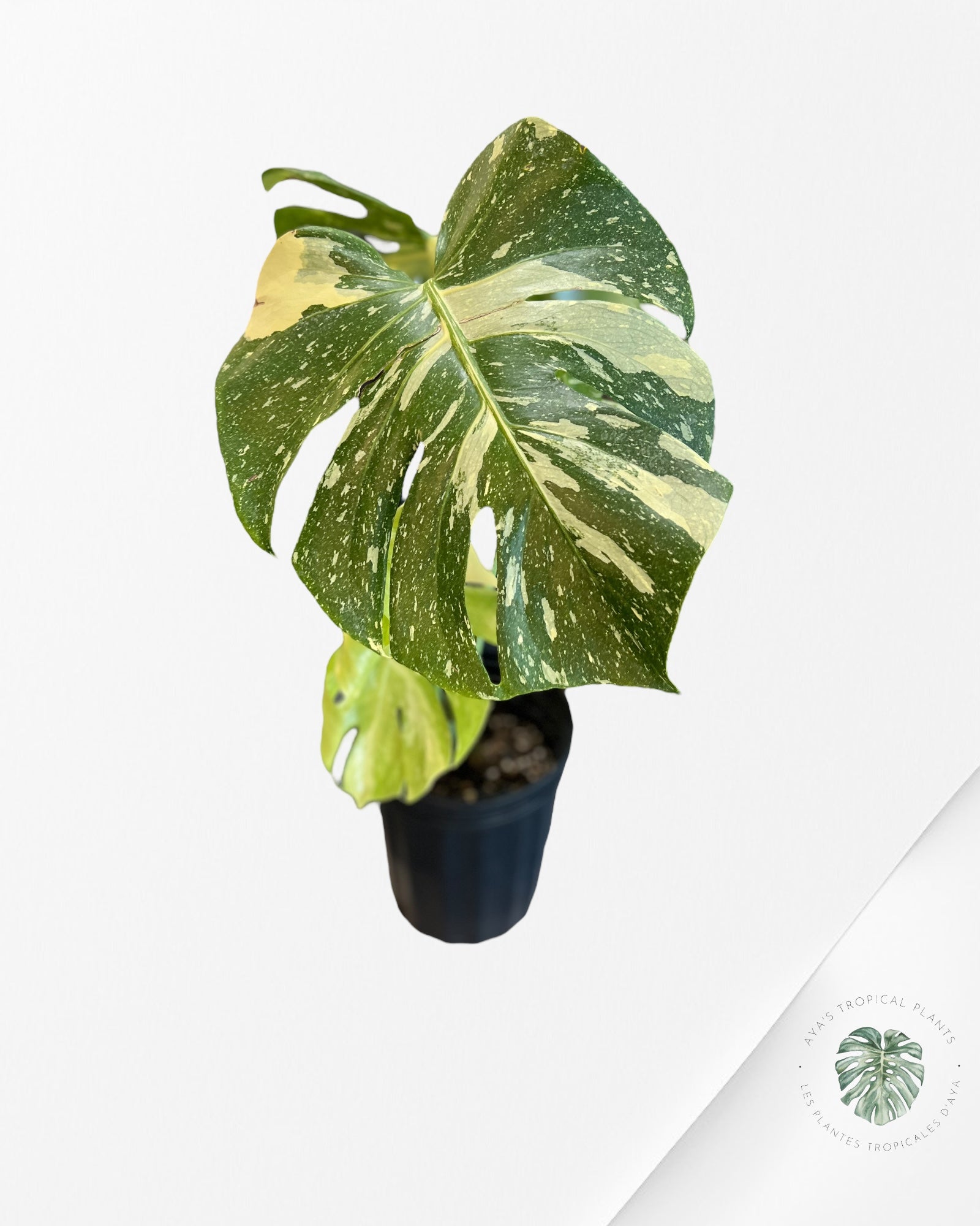 Monstera Thai Constellation - XL 09