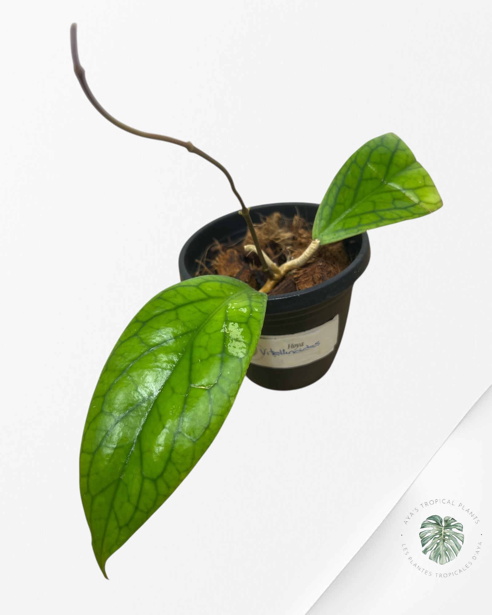 Hoya Vitellinoides - 1