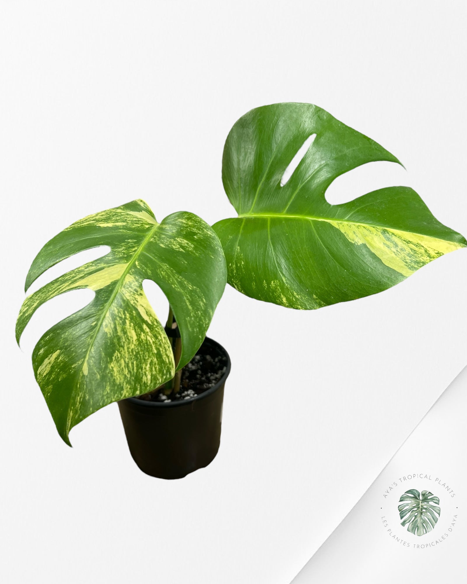 Monstera Aurea - CT3