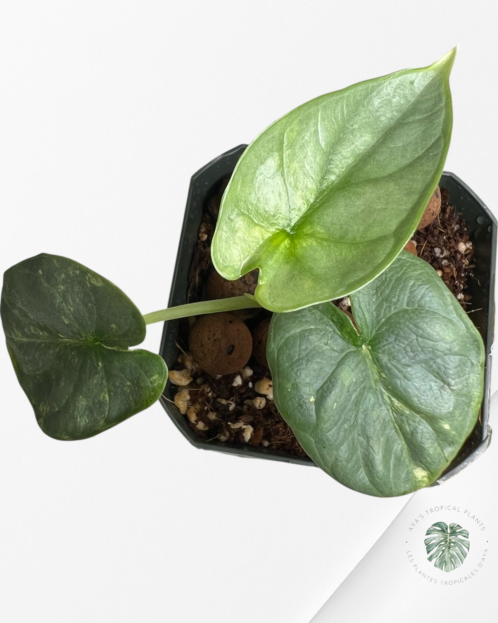 Alocasia Silver Dragon Variegated Aurea -WW