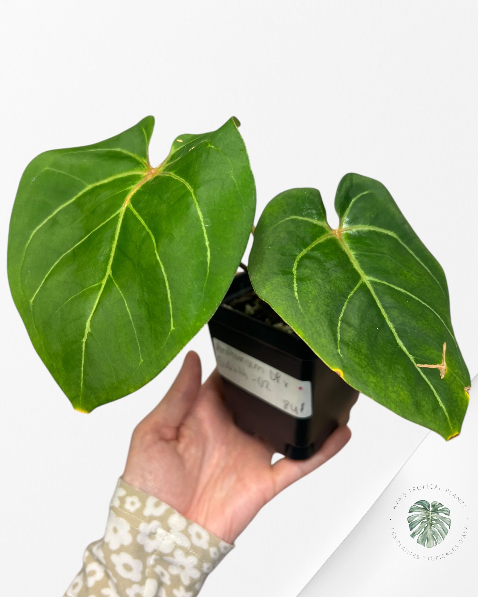 Anthurium DP X Goliath-02