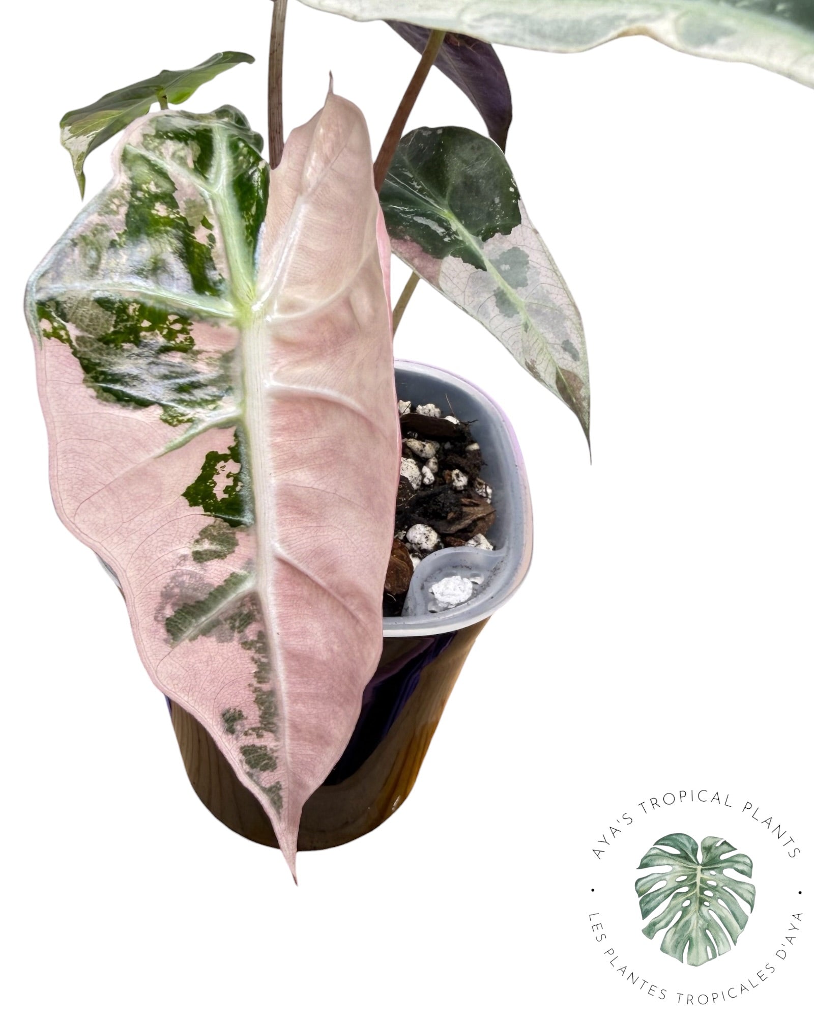 Alocasia Polly Flocon de Neige Rose