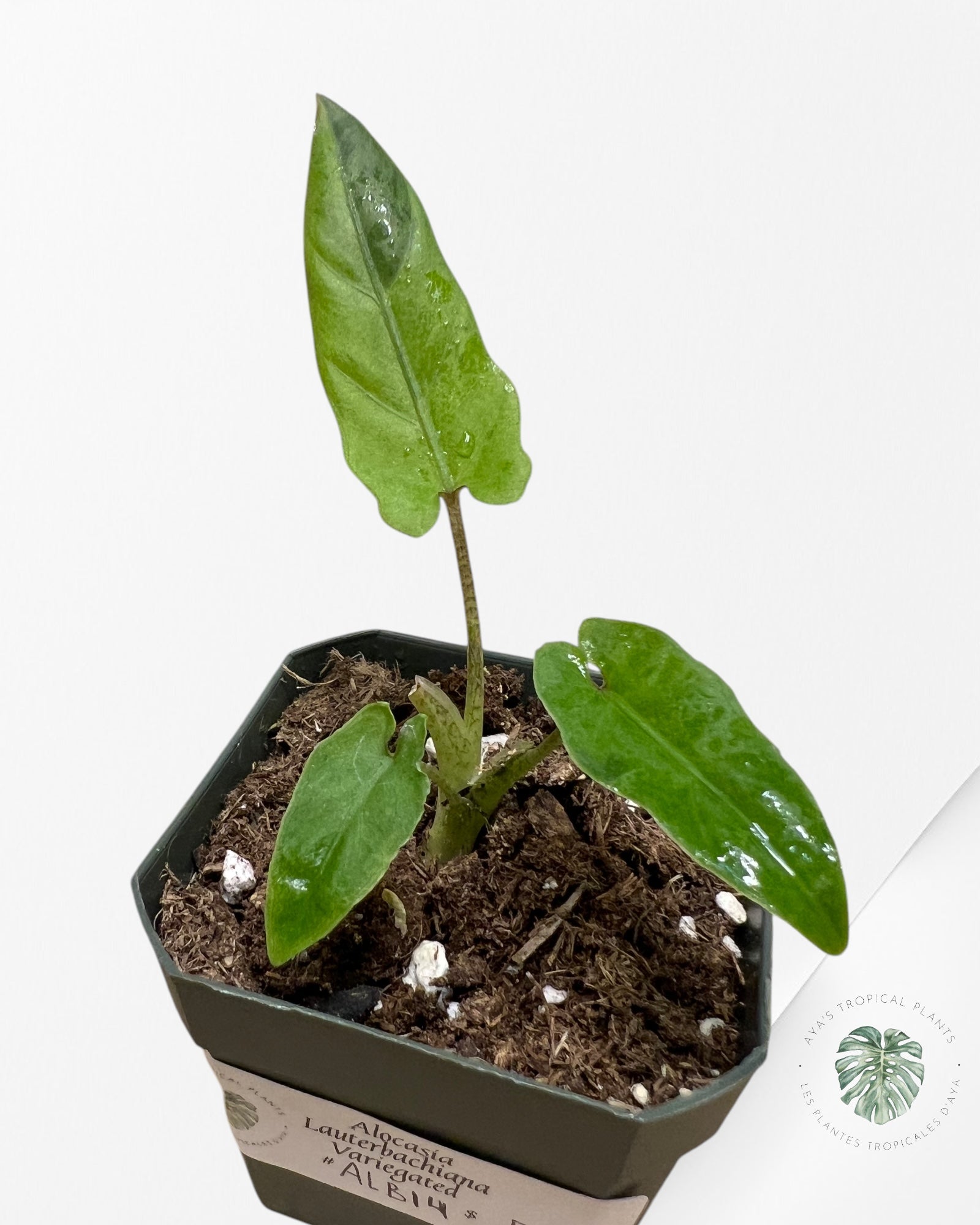 Alocasia Lauterbachiana Variegated-ALB14