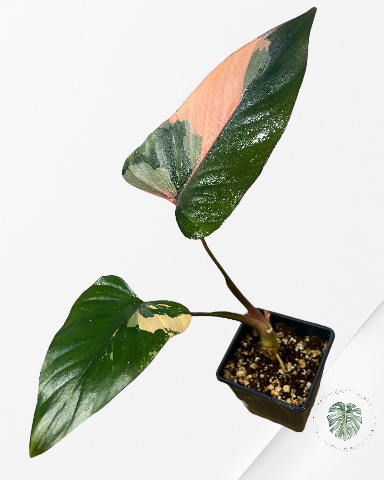 Homalomena Pink Diamond - 2