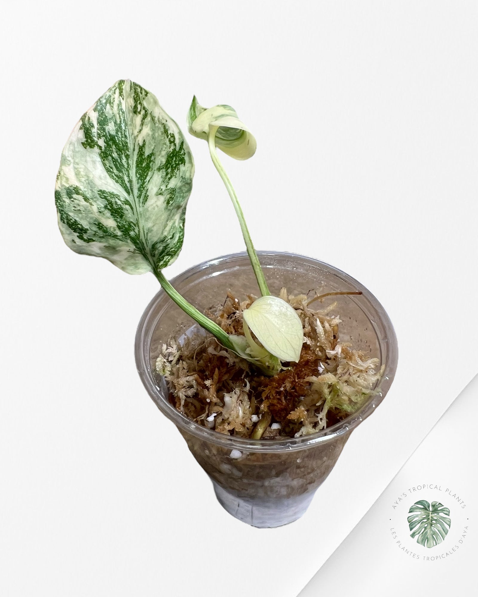 Monstera Thai Constellation Creme Brûlée (Grade A) - TC20