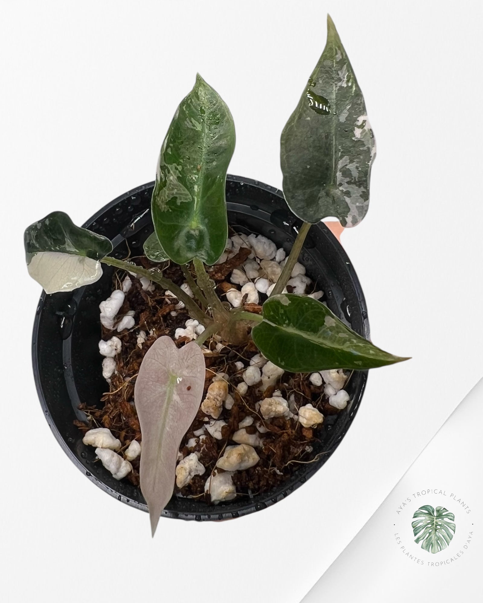 Alocasia Bambino Variegated (pink) - 2
