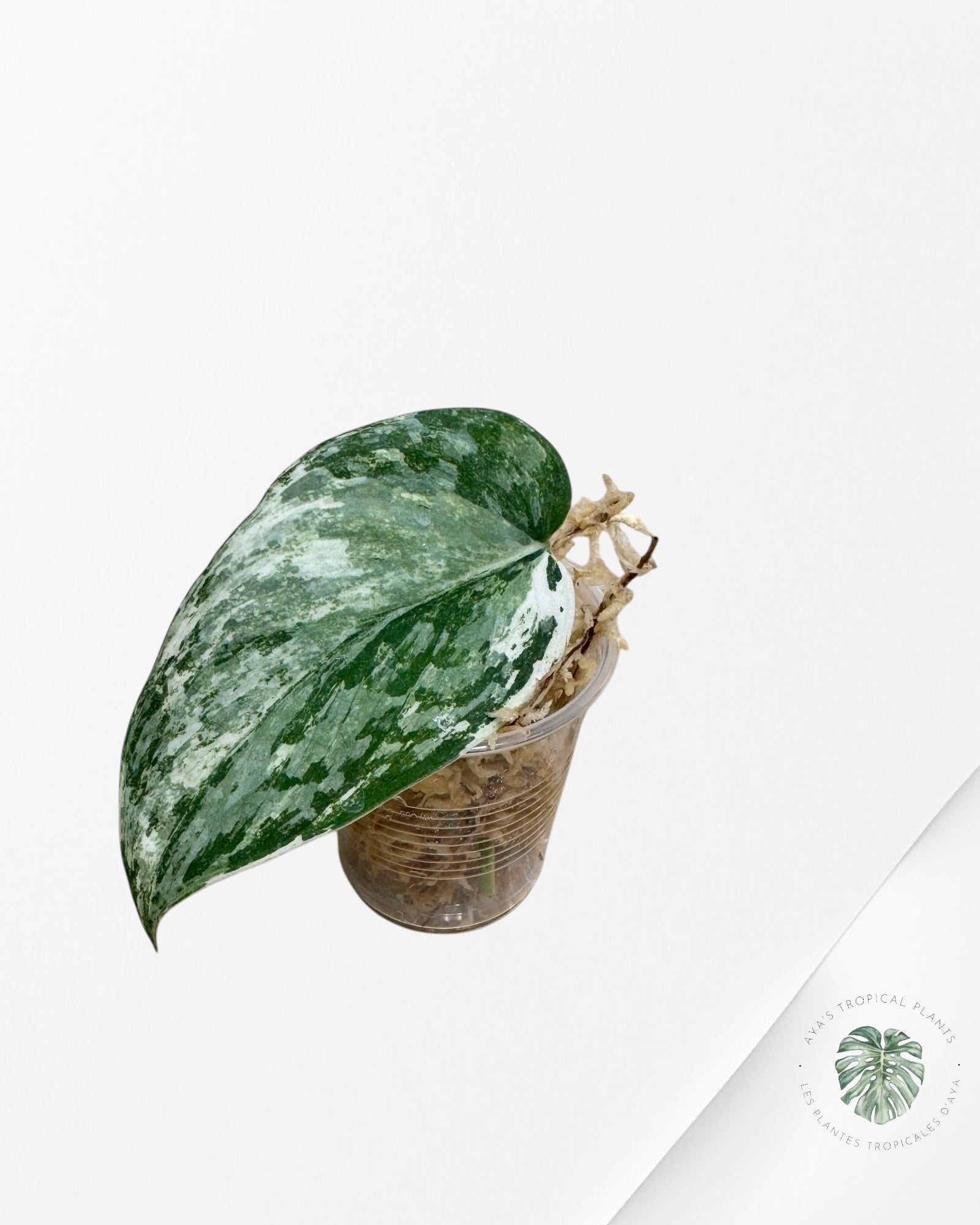 P76 - Scindapsus Exotica White Crystal Variegated