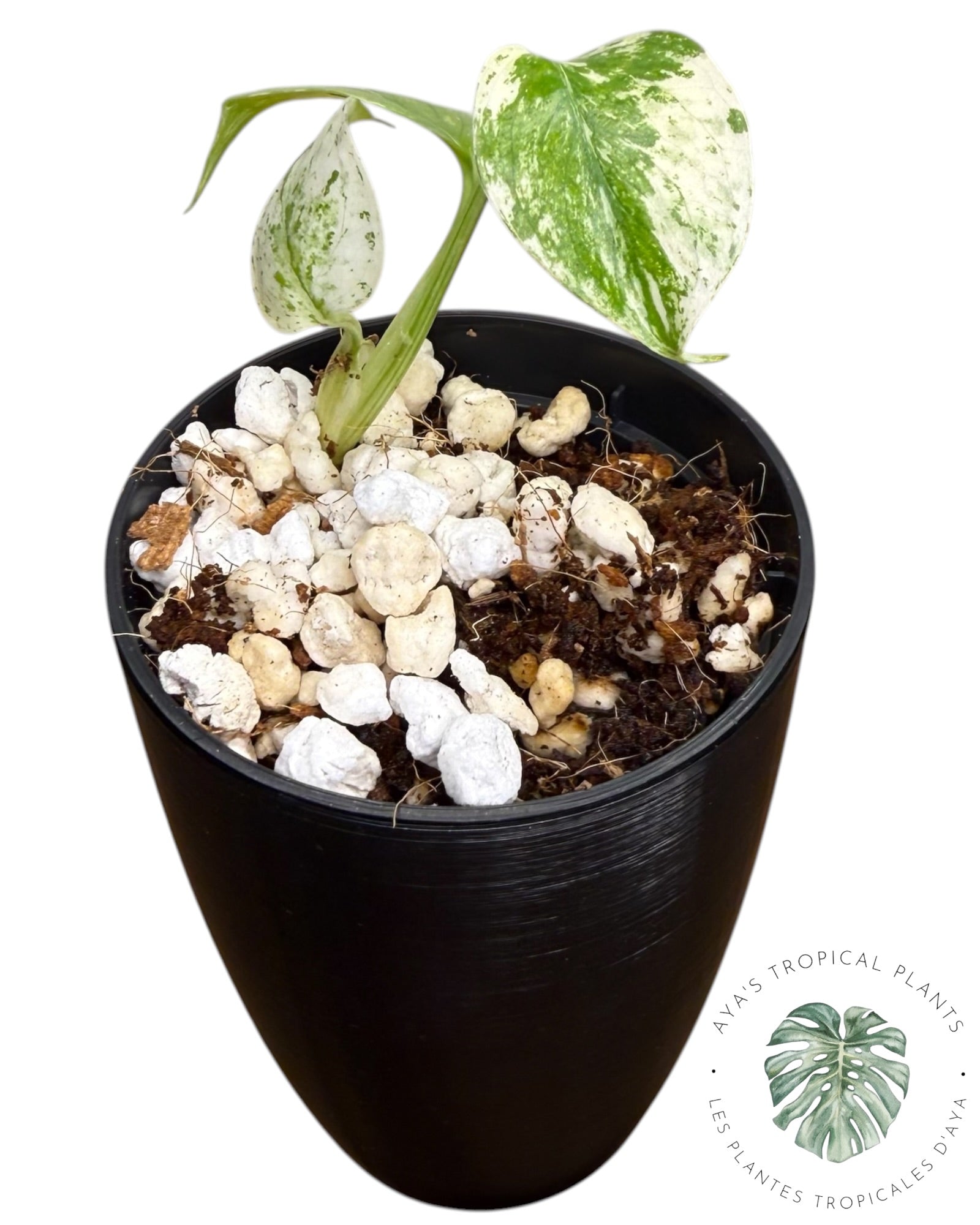 Monstera Deliciosa “Starlight”