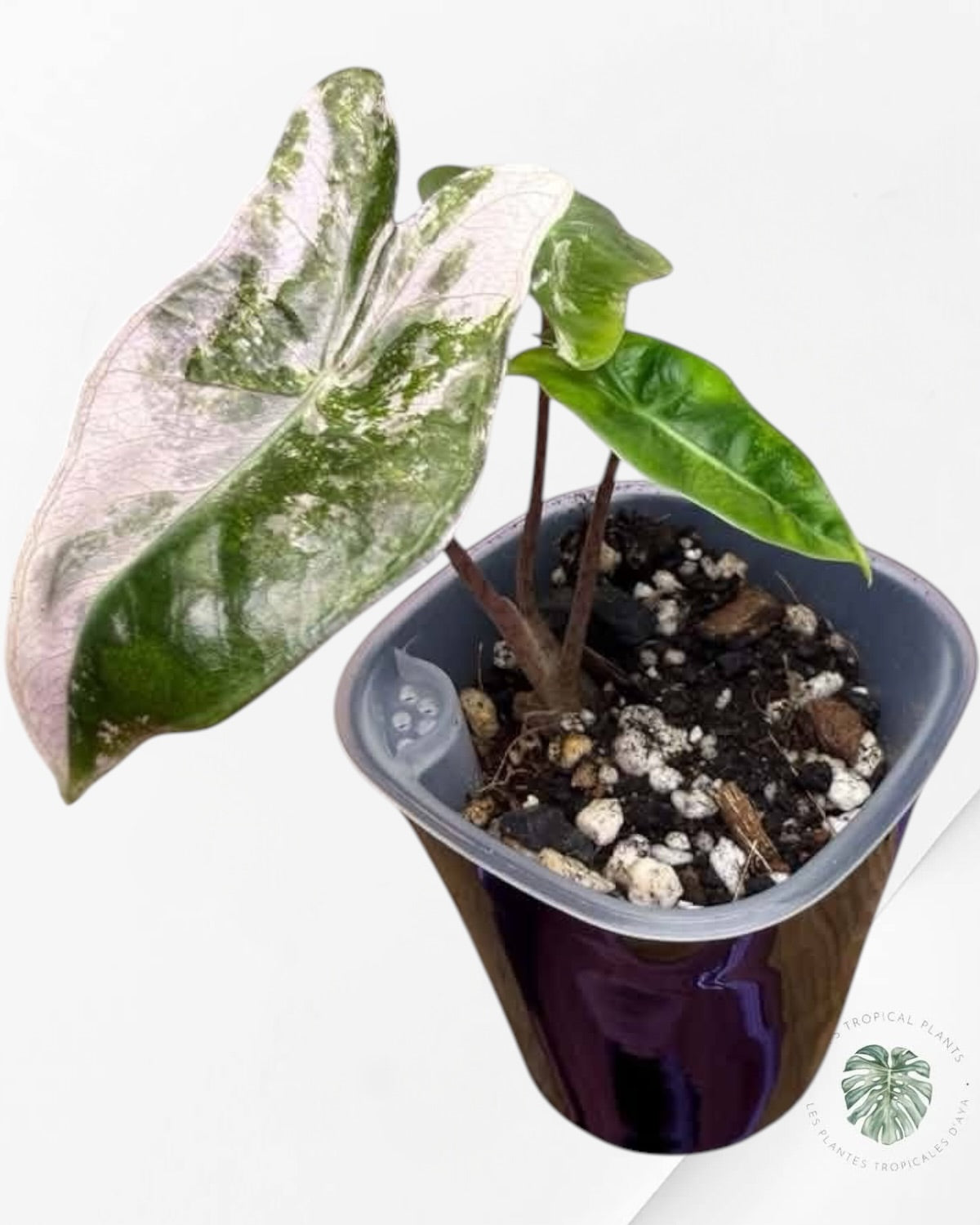 Alocasia Pseudo Sanderiana Pink