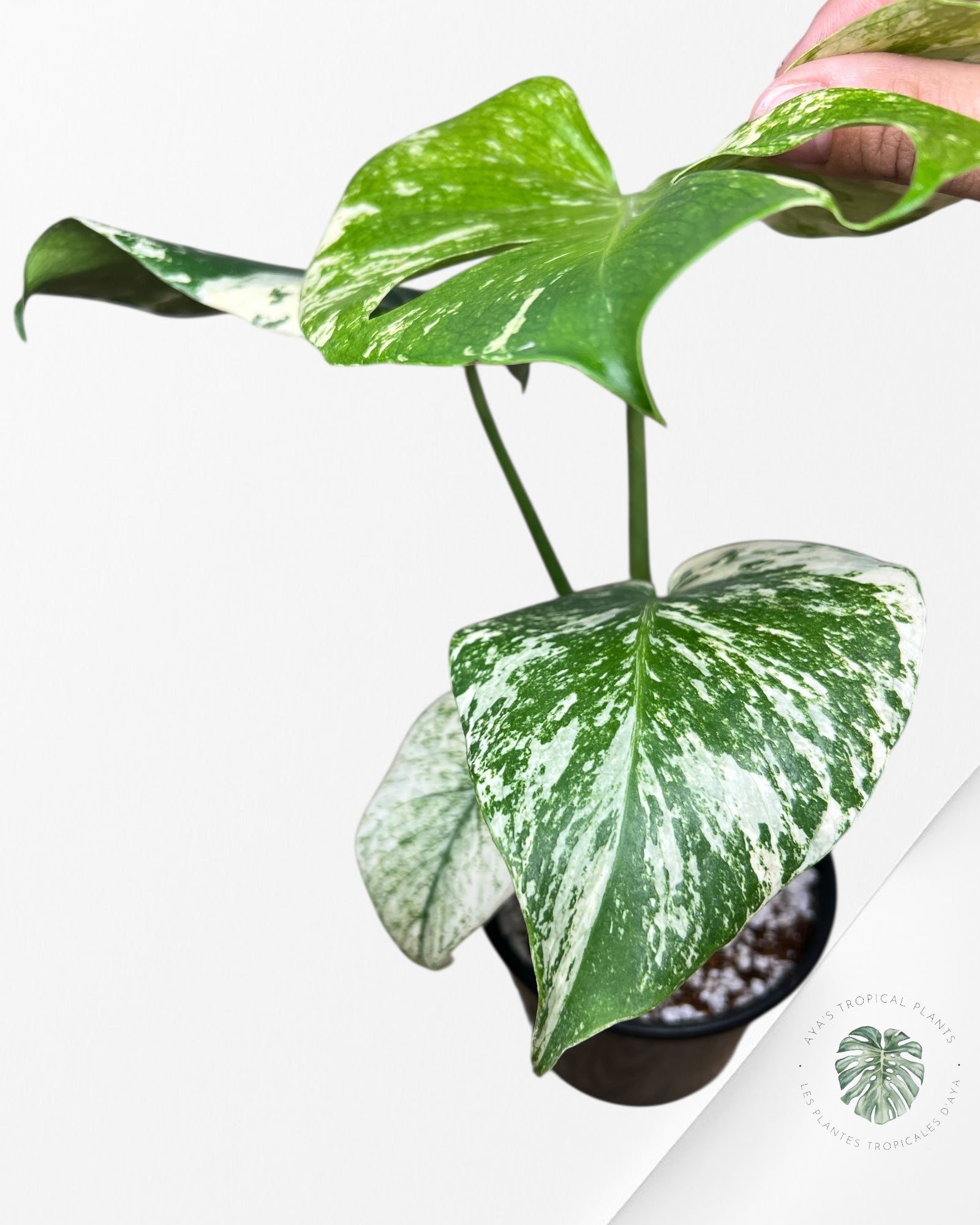 Monstera Mint - 86