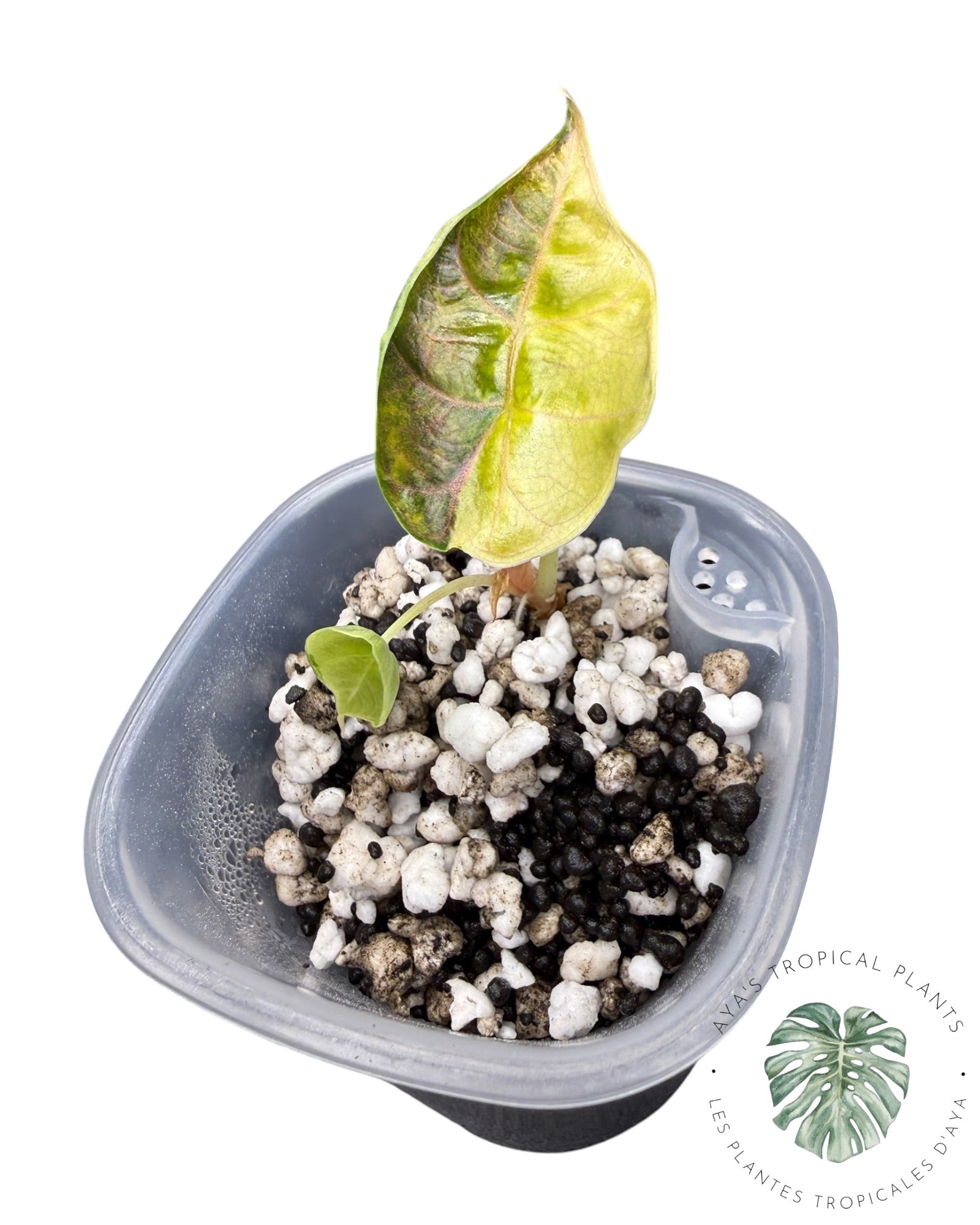 Alocasia Azlanii Gold / Aurea
