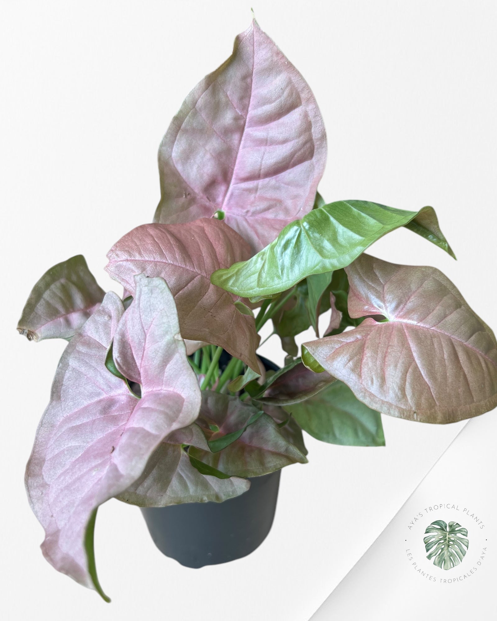 Syngonium 'Neon Robusta G