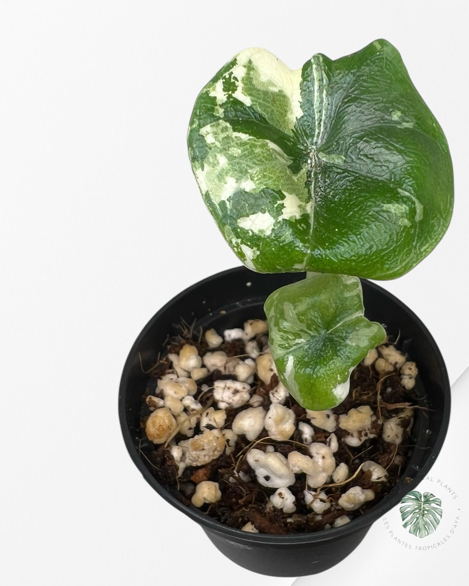 Alocasia Melo Variegated (Albo) - P51