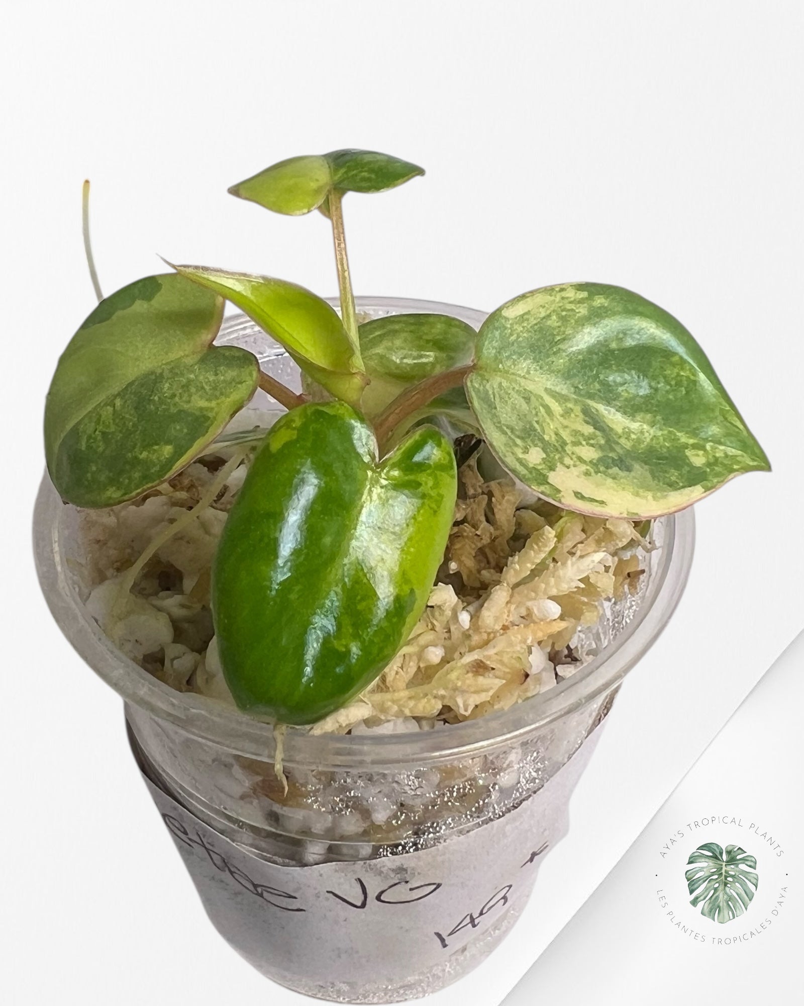 Philodendron Billietiae Variegated - TC5