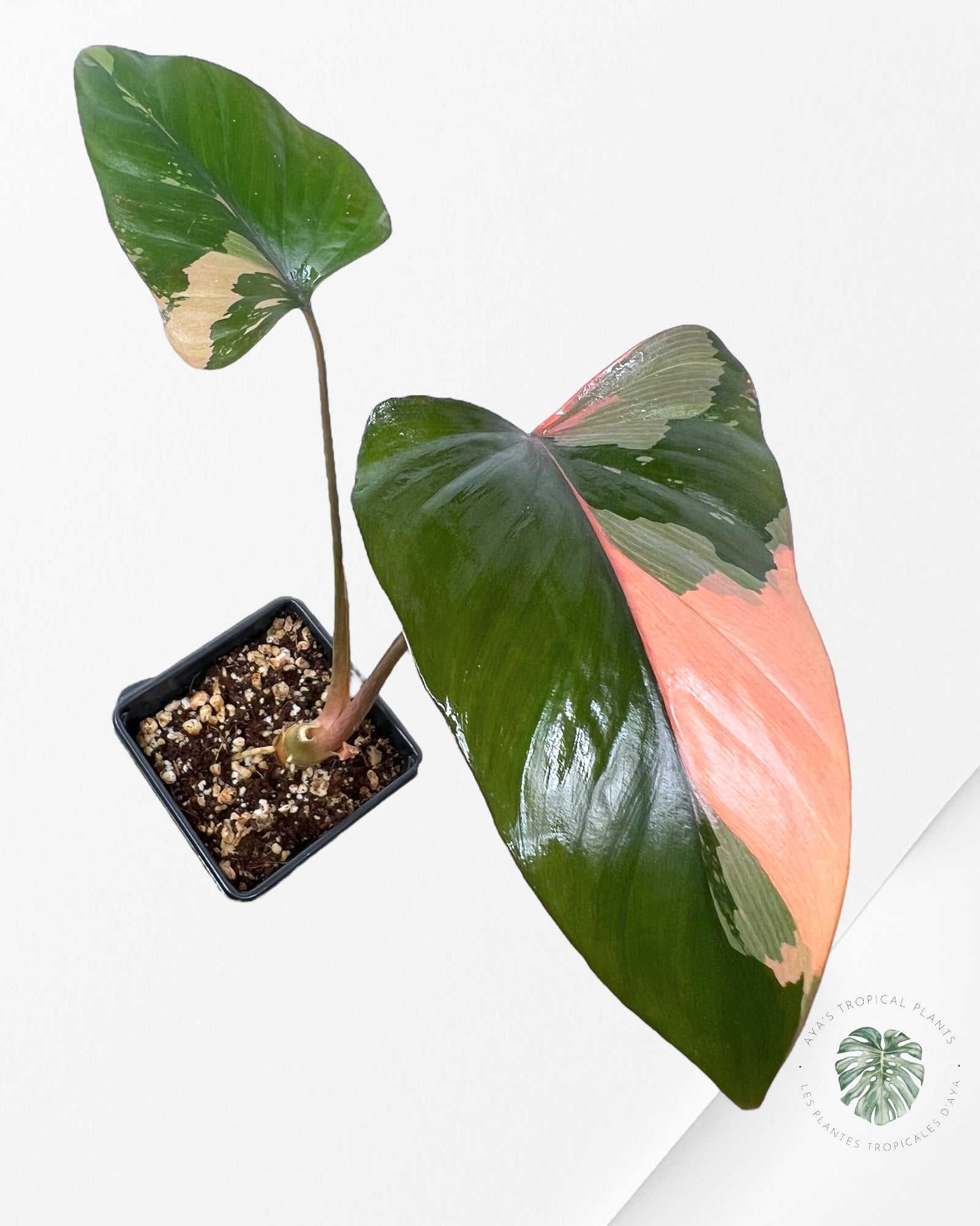 Homalomena Pink Diamond - 2