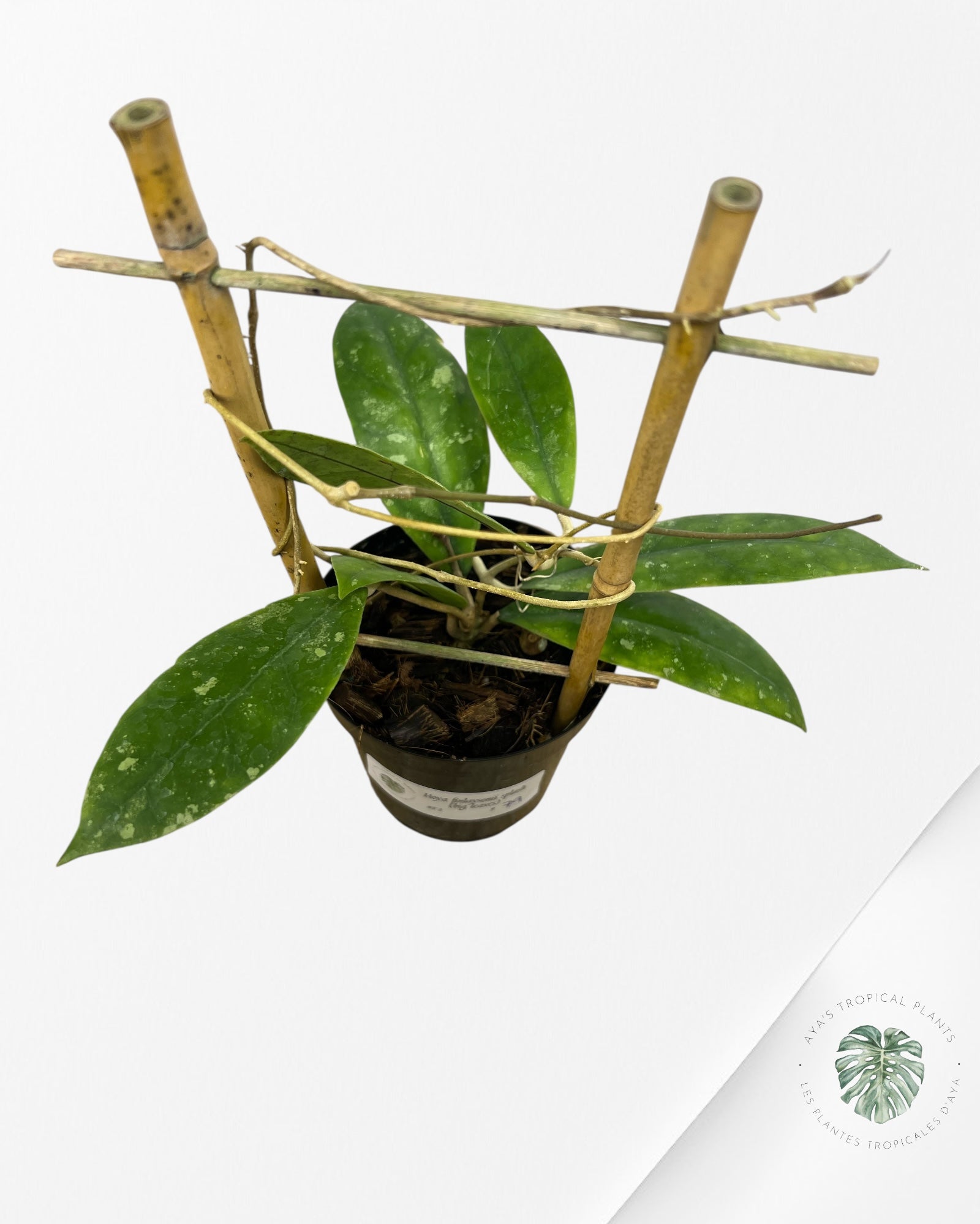 Hoya finlaysonii splash (Big leaves) - F2