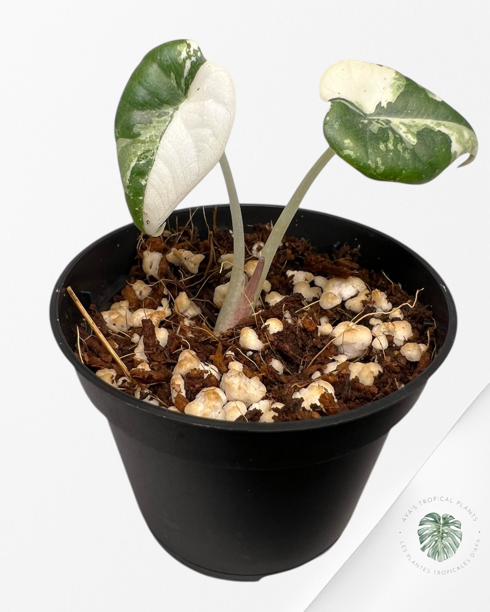 Alocasia Maharani Variegated- TC4