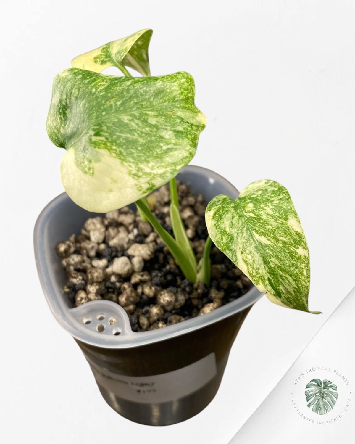 Monstera Deliciosa Legacy