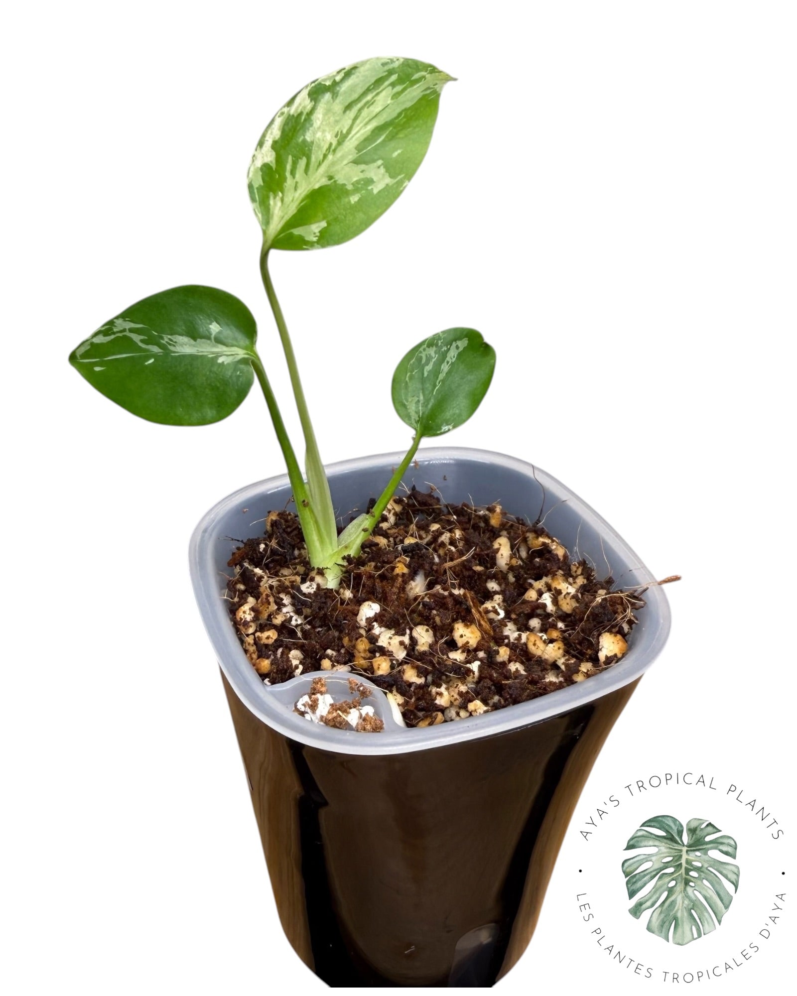 Monstera Deliciosa Bulbasaur