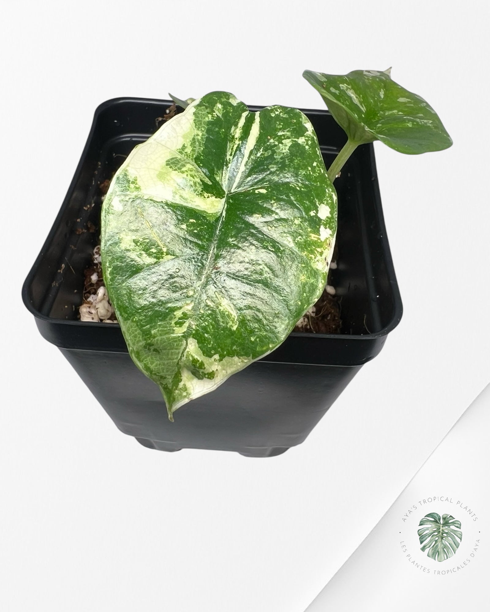 Alocasia Platinum Albo Variegated - AP03