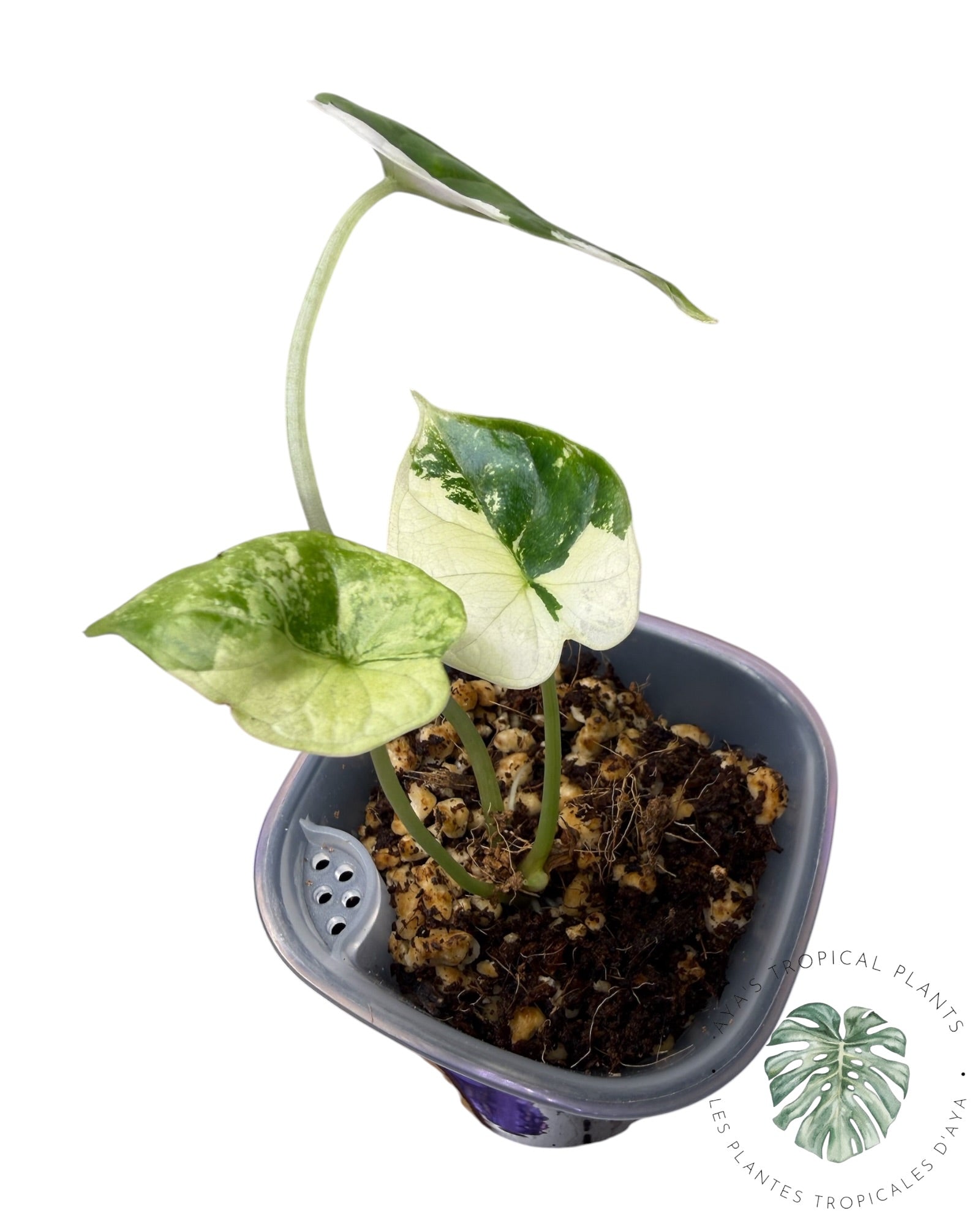 Alocasia Dragon Scale Albo