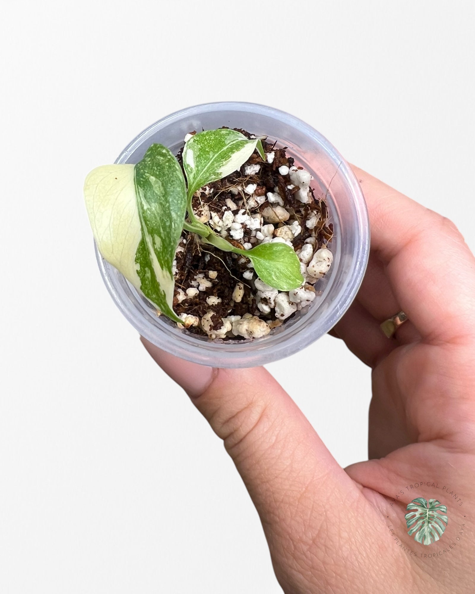 Monstera Thai Constellation Crème Brulée| Rare TC Plant | Aya's Tropical Plants