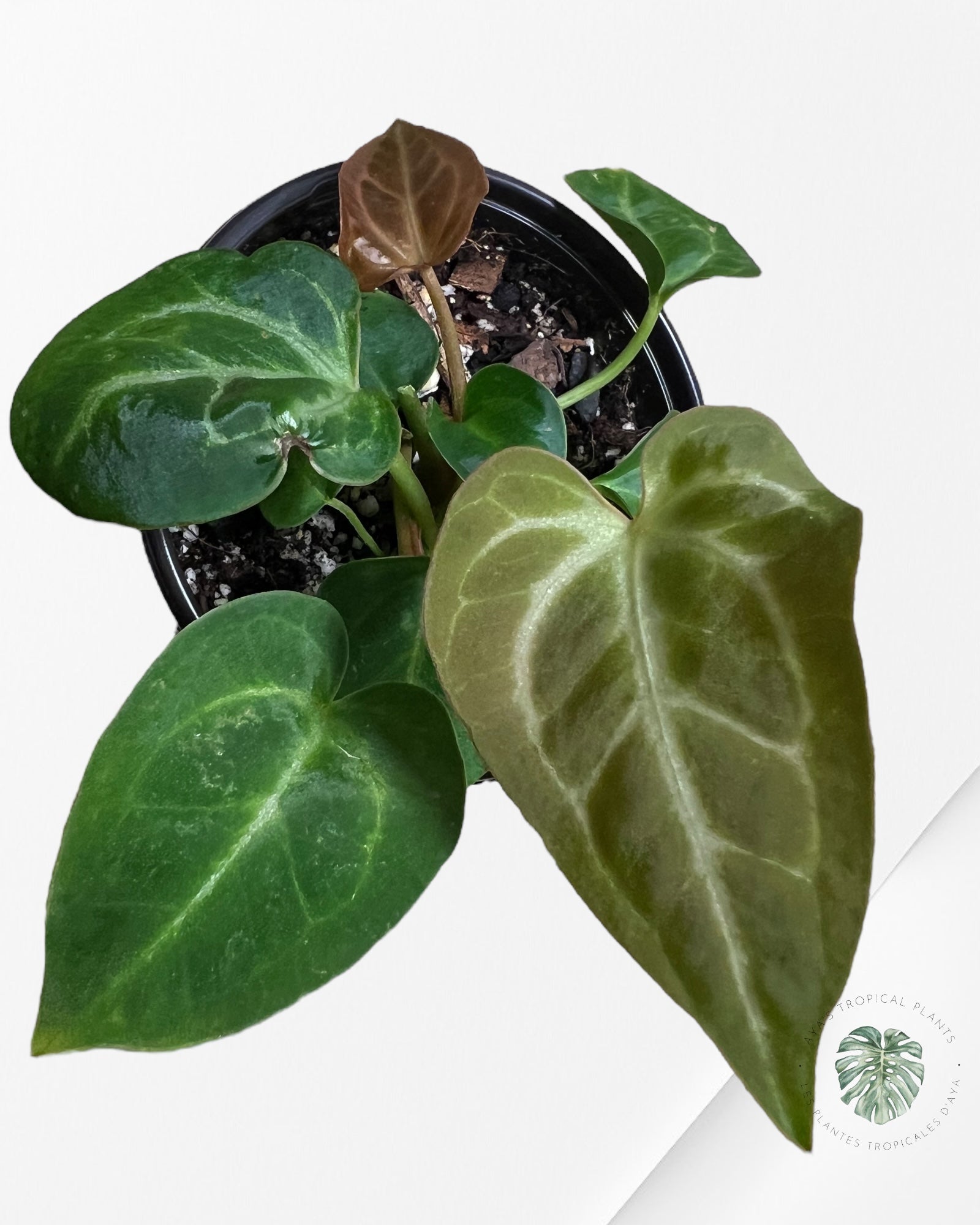 Anthurium Papi *Moira x Velvet* - 1904