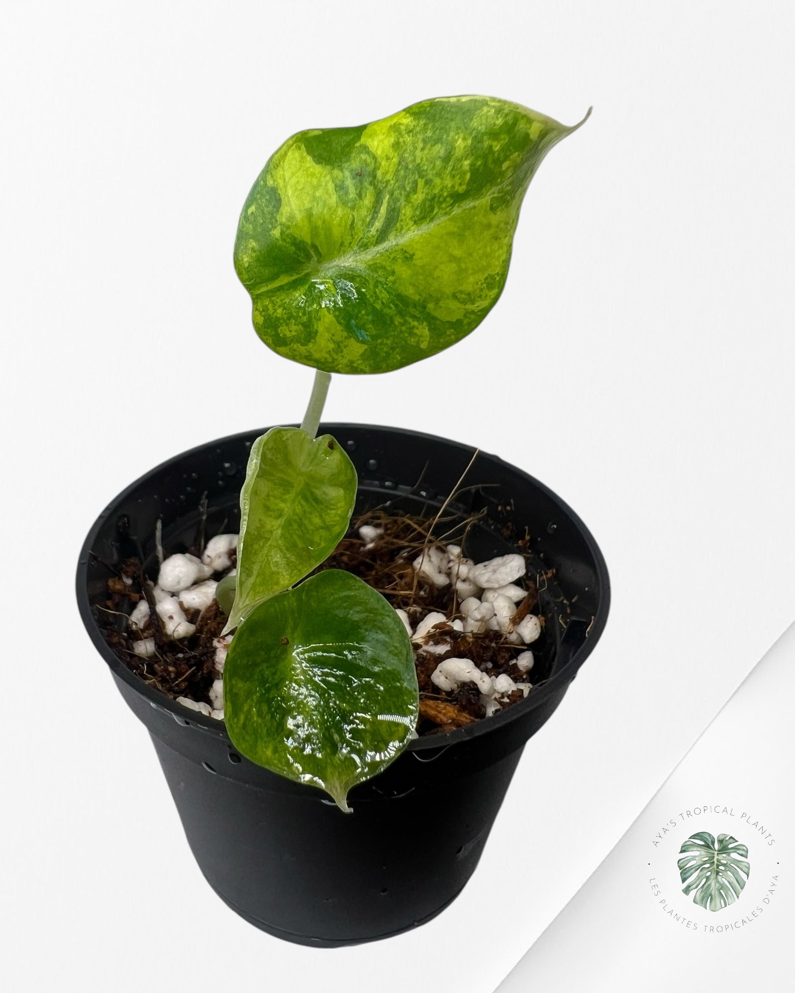 Alocasia Black Velvet Aurea (GOLD) Variegated - 0